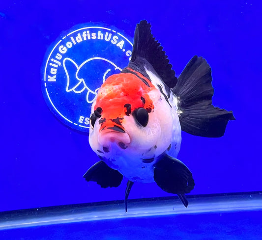 Tri-color Oranda 3.5-4 inches (1115_01_OR4) - Kaiju Goldfish USA