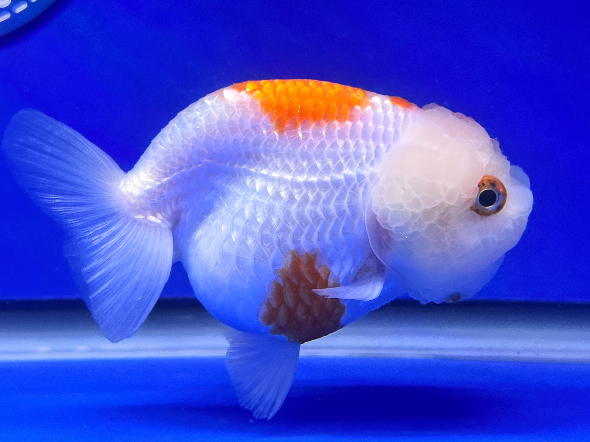 Red White Ranchu 3 - 3.5 inches (1115_01_RC08) - Kaiju Goldfish USA