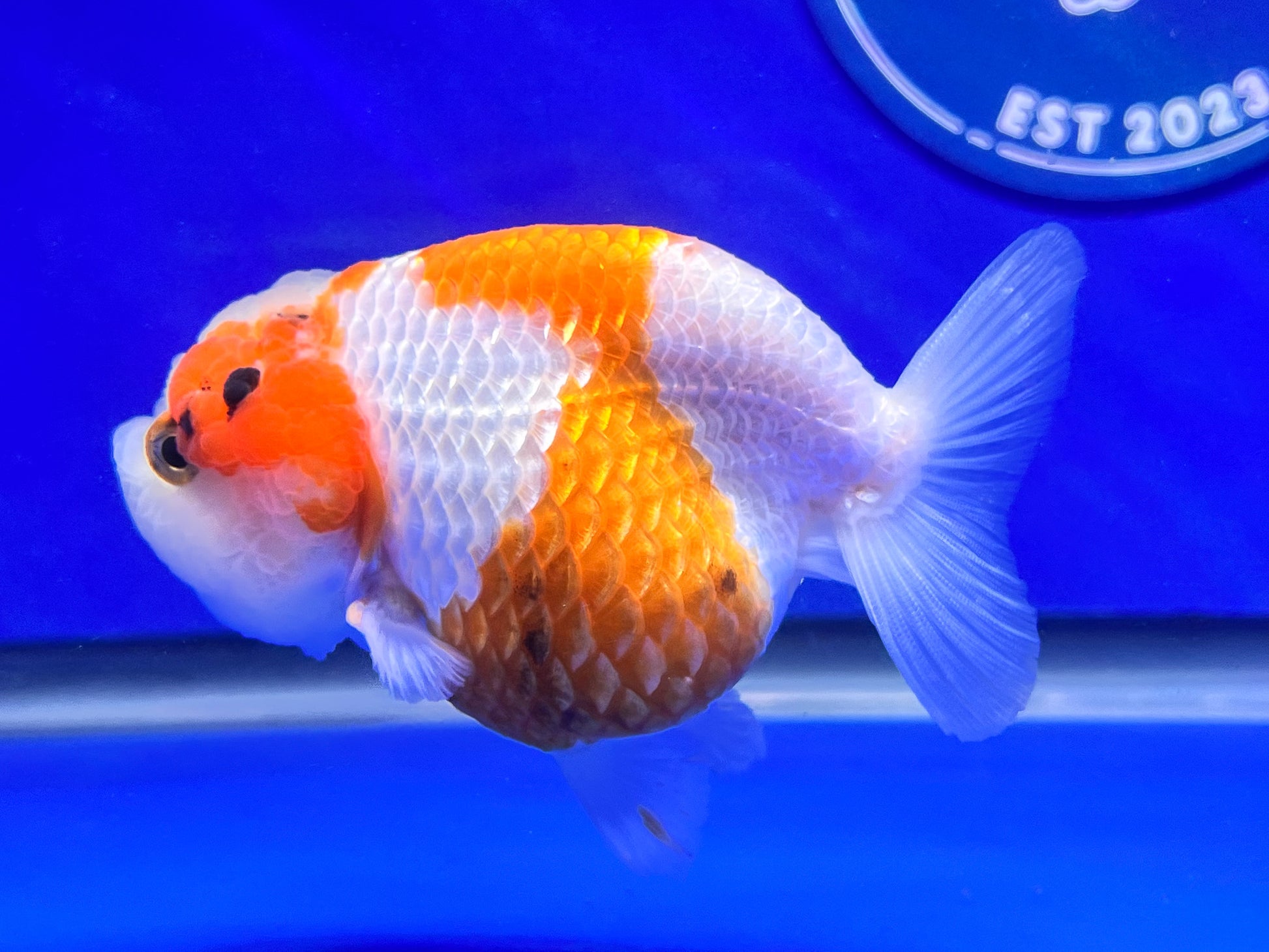 Red White Ranchu 3 - 3.5 inches (1115_01_RC08) - Kaiju Goldfish USA