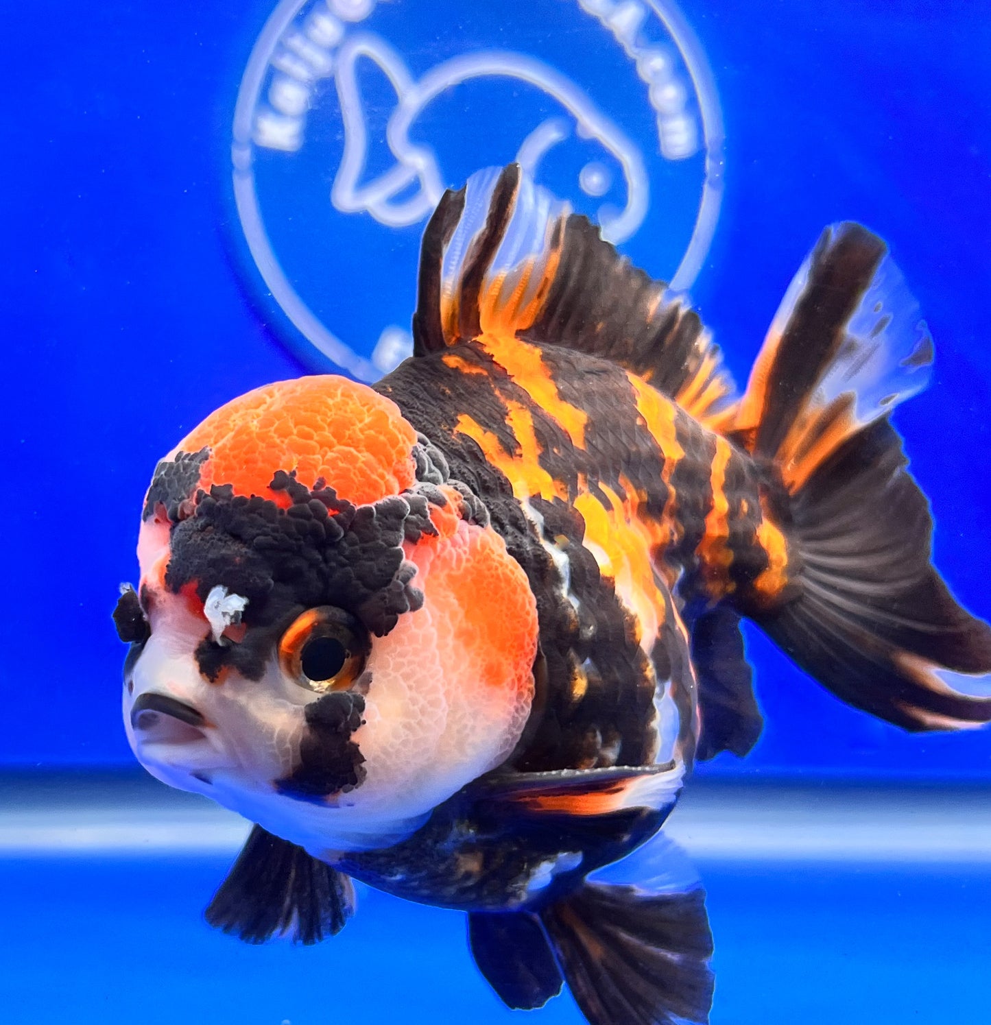 Tiger Oranda 3.5-4 inches (1115_02_OR1) - Kaiju Goldfish USA