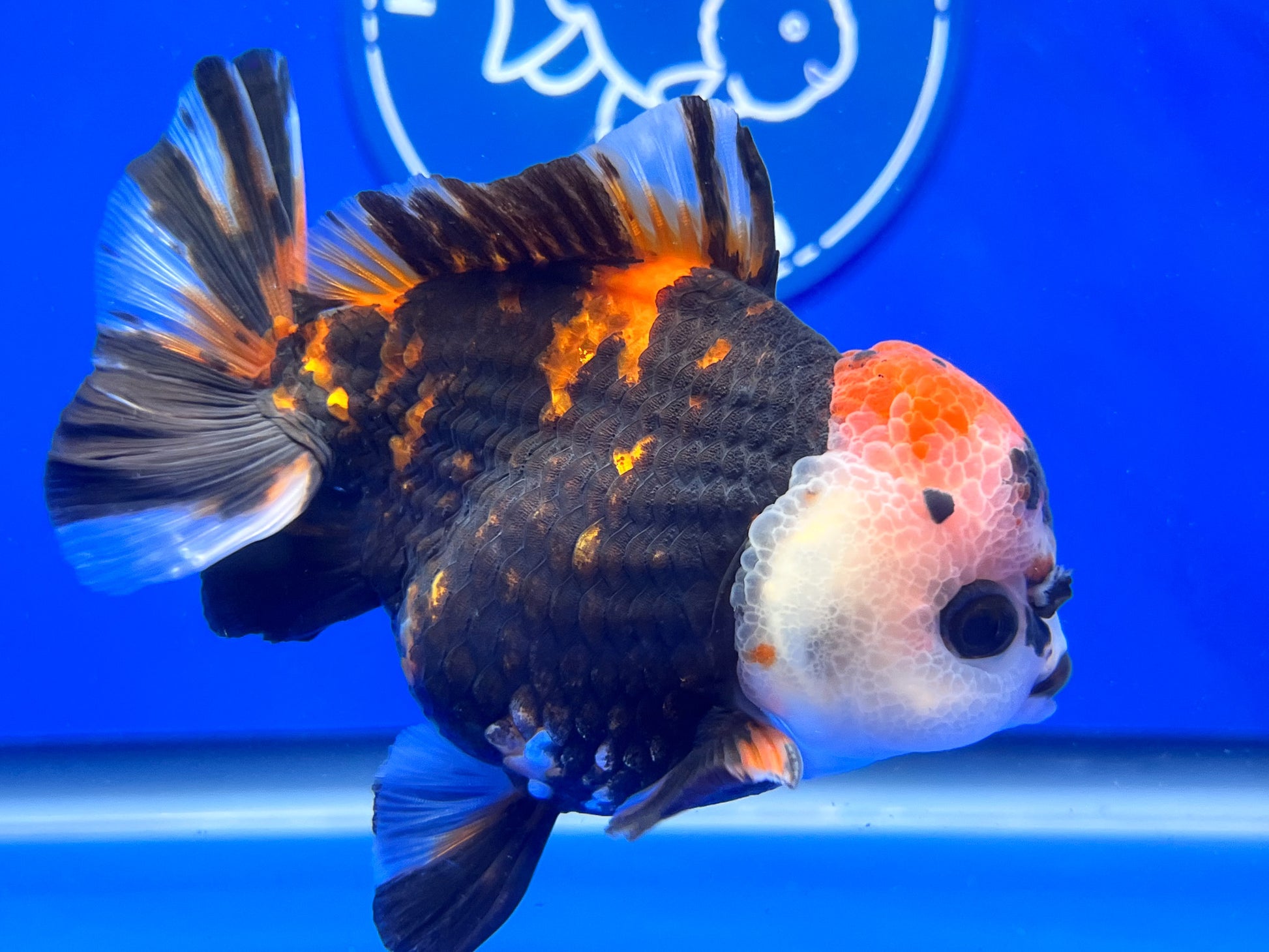 Tiger Oranda 3.5-4 inches (1115_02_OR1) - Kaiju Goldfish USA