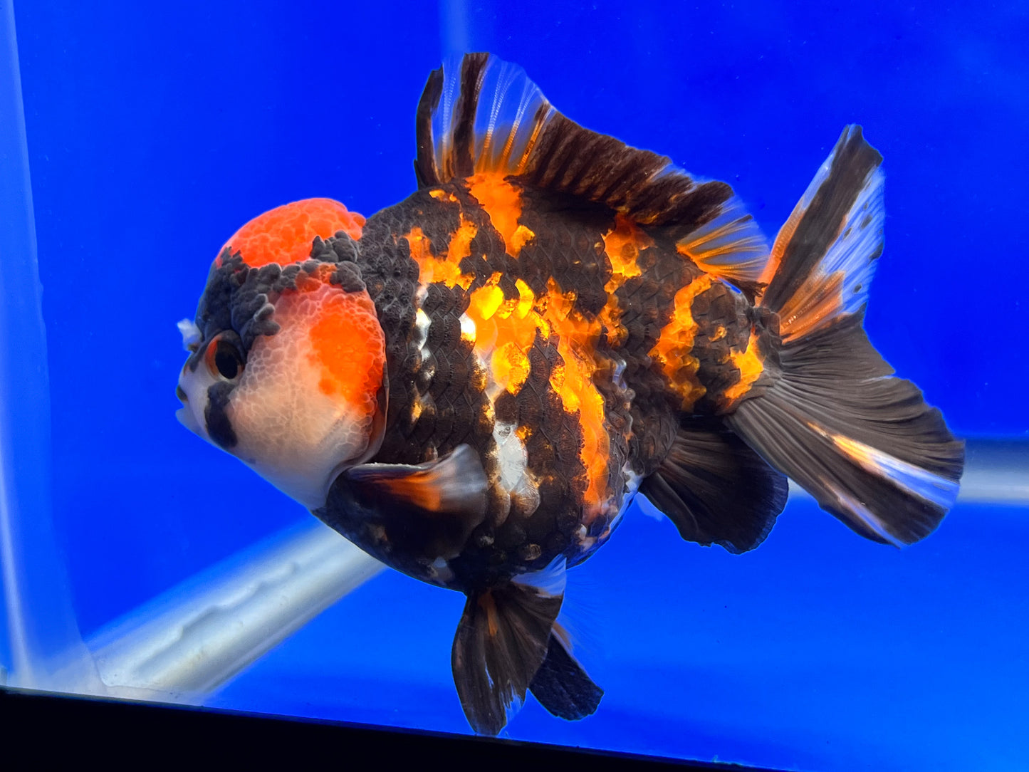 Tiger Oranda 3.5-4 inches (1115_02_OR1) - Kaiju Goldfish USA