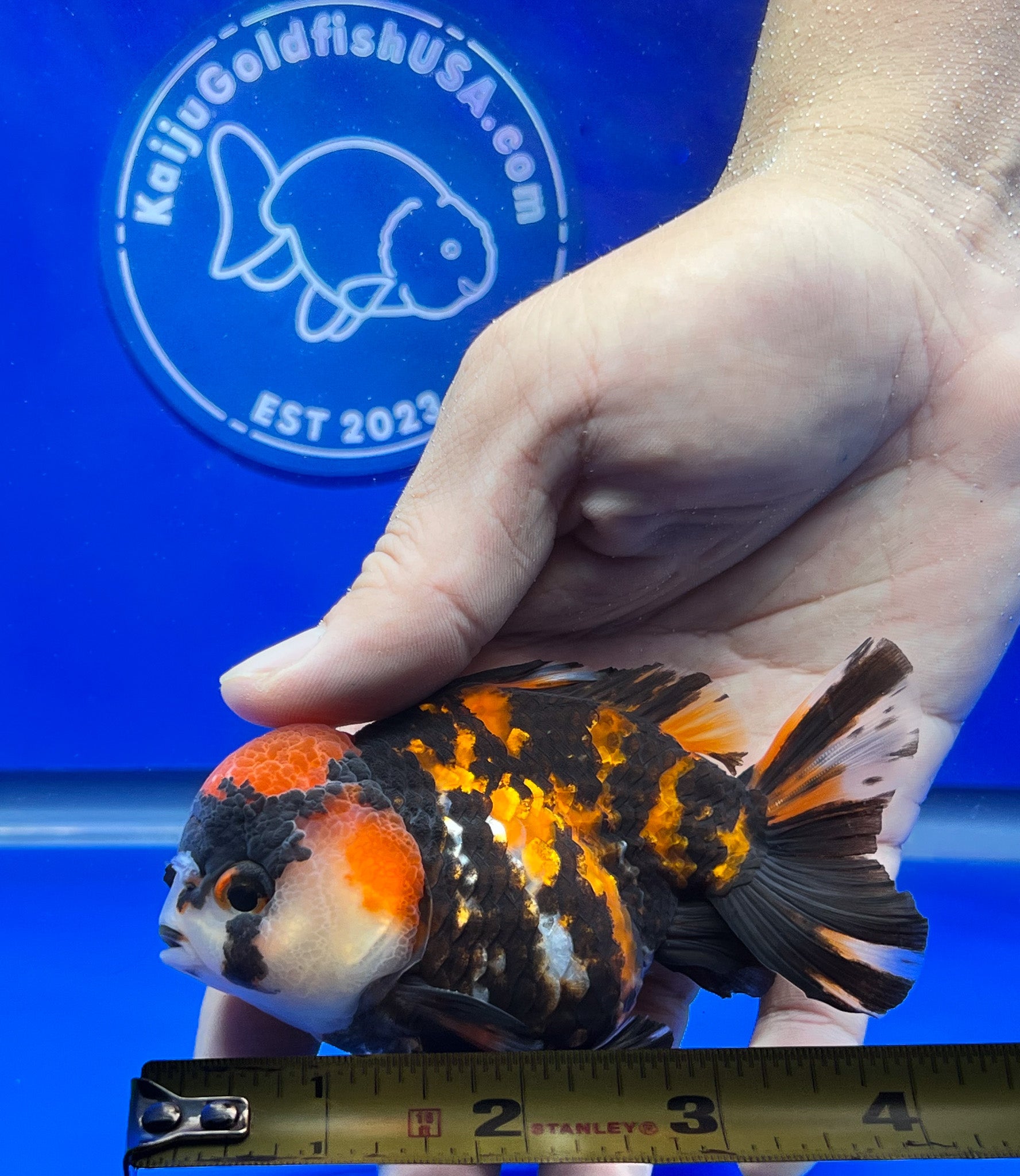 Tiger Oranda 3.5-4 inches (1115_02_OR1) - Kaiju Goldfish USA