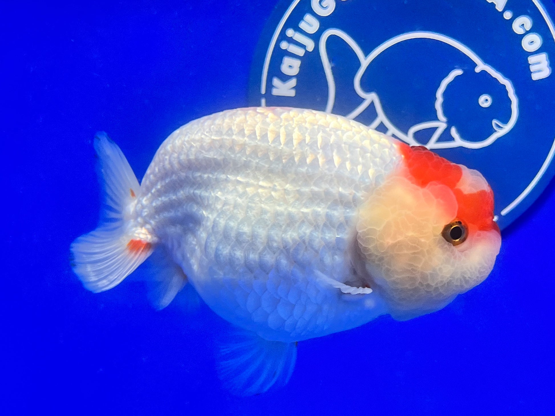 Red White Ranchu 3.5- 4 inches (1115_02_RC01) - Kaiju Goldfish USA