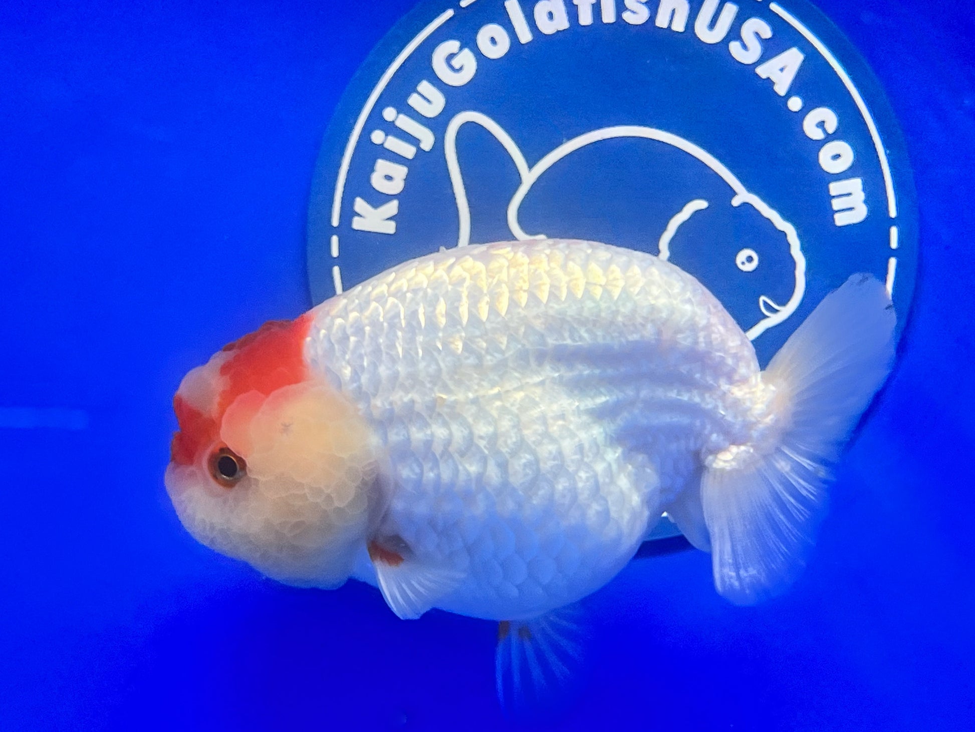 Red White Ranchu 3.5- 4 inches (1115_02_RC01) - Kaiju Goldfish USA