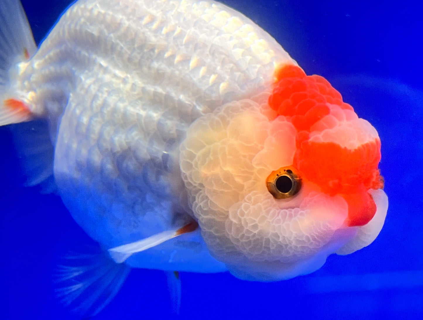 Red White Ranchu 3.5- 4 inches (1115_02_RC01) - Kaiju Goldfish USA