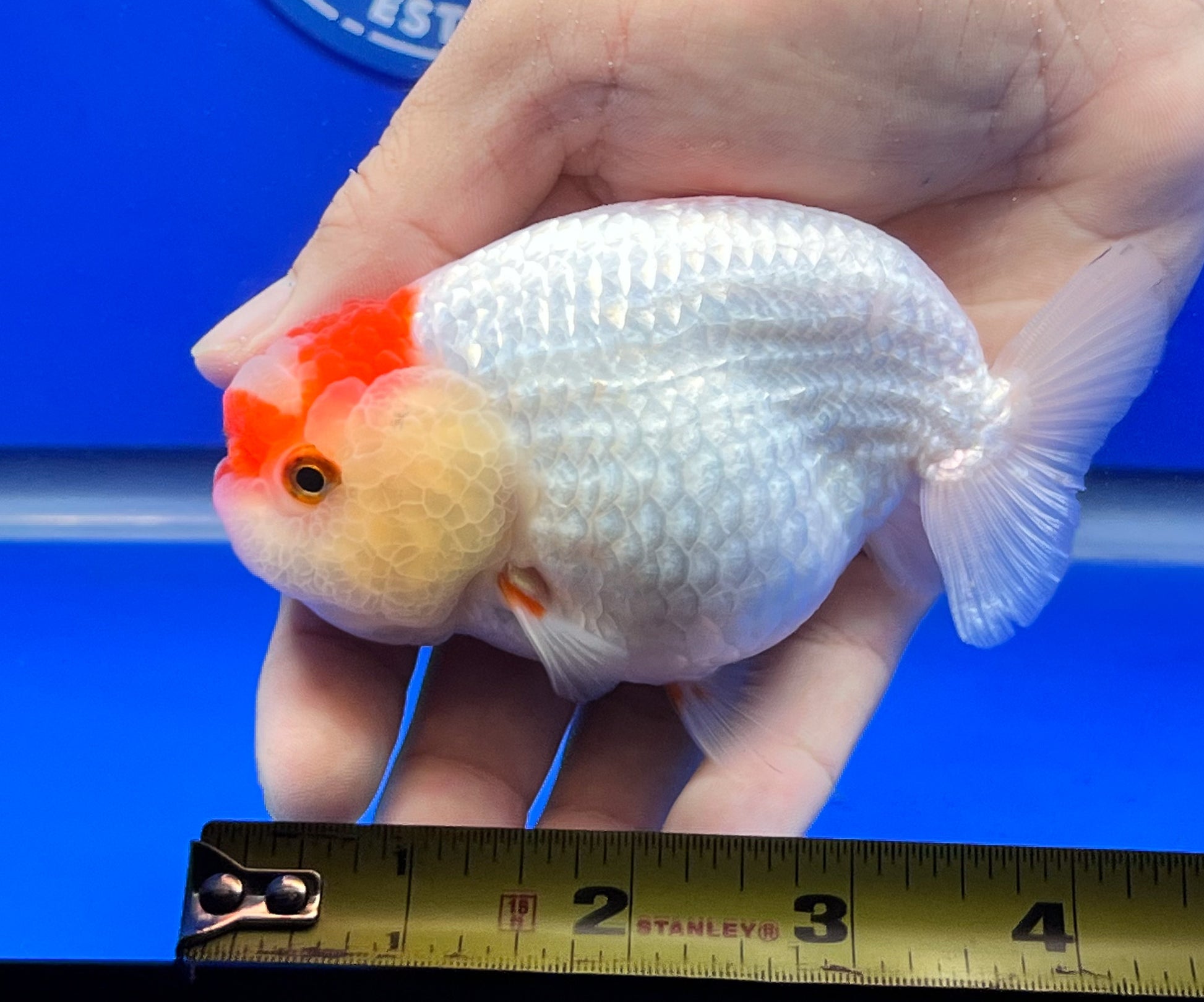 Red White Ranchu 3.5- 4 inches (1115_02_RC01) - Kaiju Goldfish USA