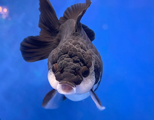 Monster Style Panda Oranda