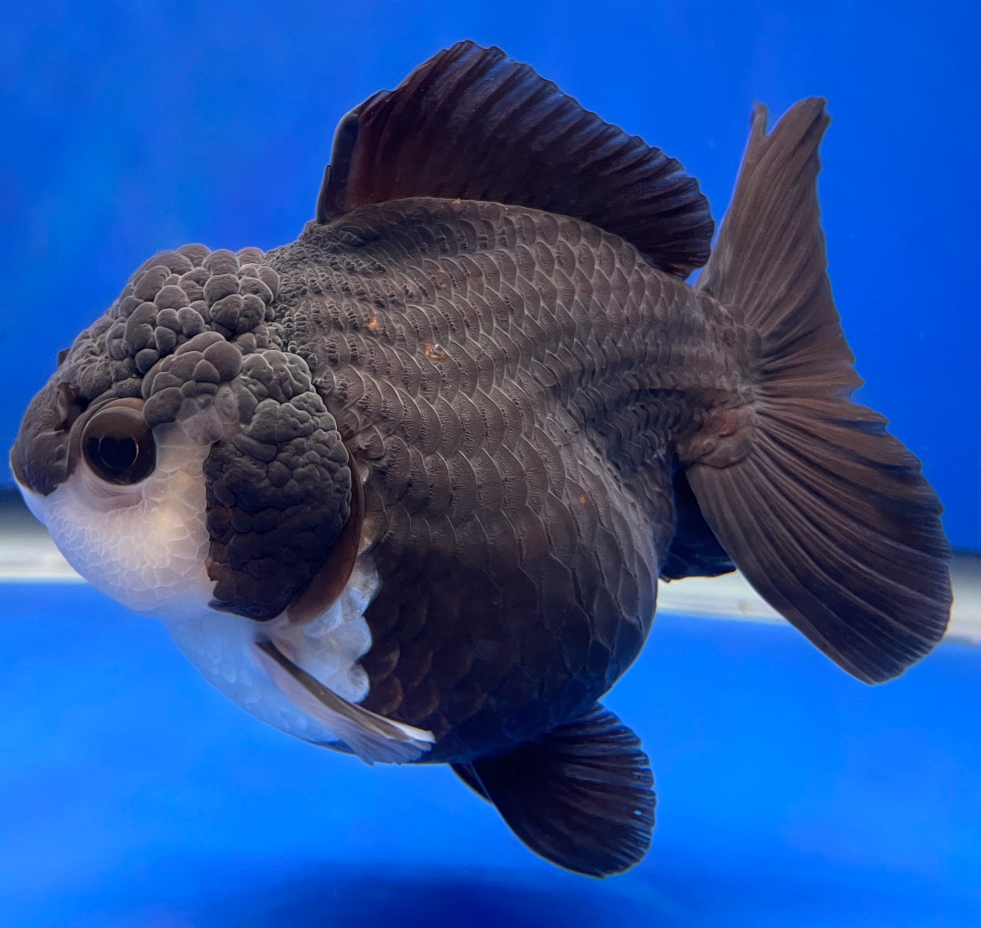 Monster Style Panda Oranda