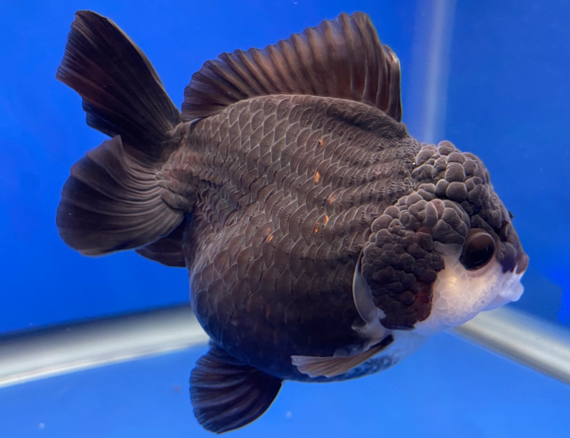 Monster Style Panda Oranda