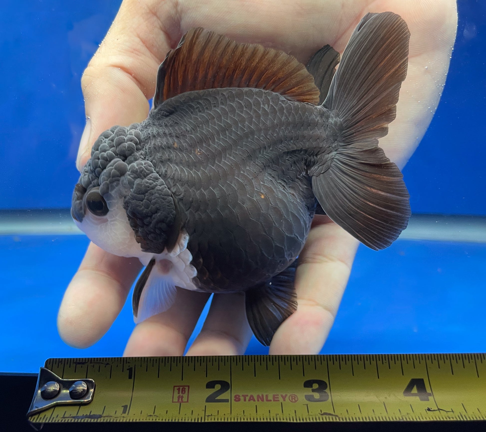 Monster Style Panda Oranda