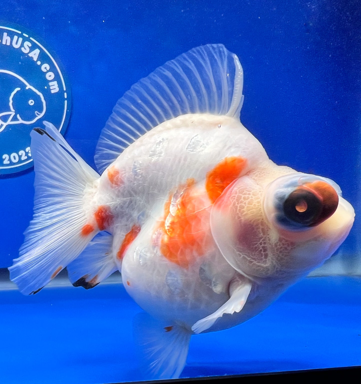 Sakura Demekin 3.5-4 inches (1115_01_DK03) - Kaiju Goldfish USA