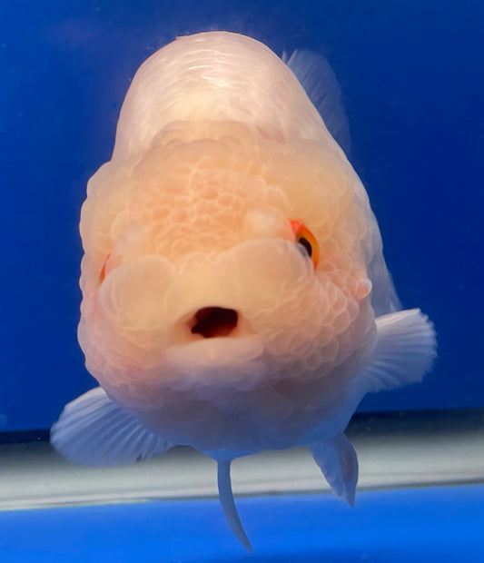 Lemon Head Ranchu 