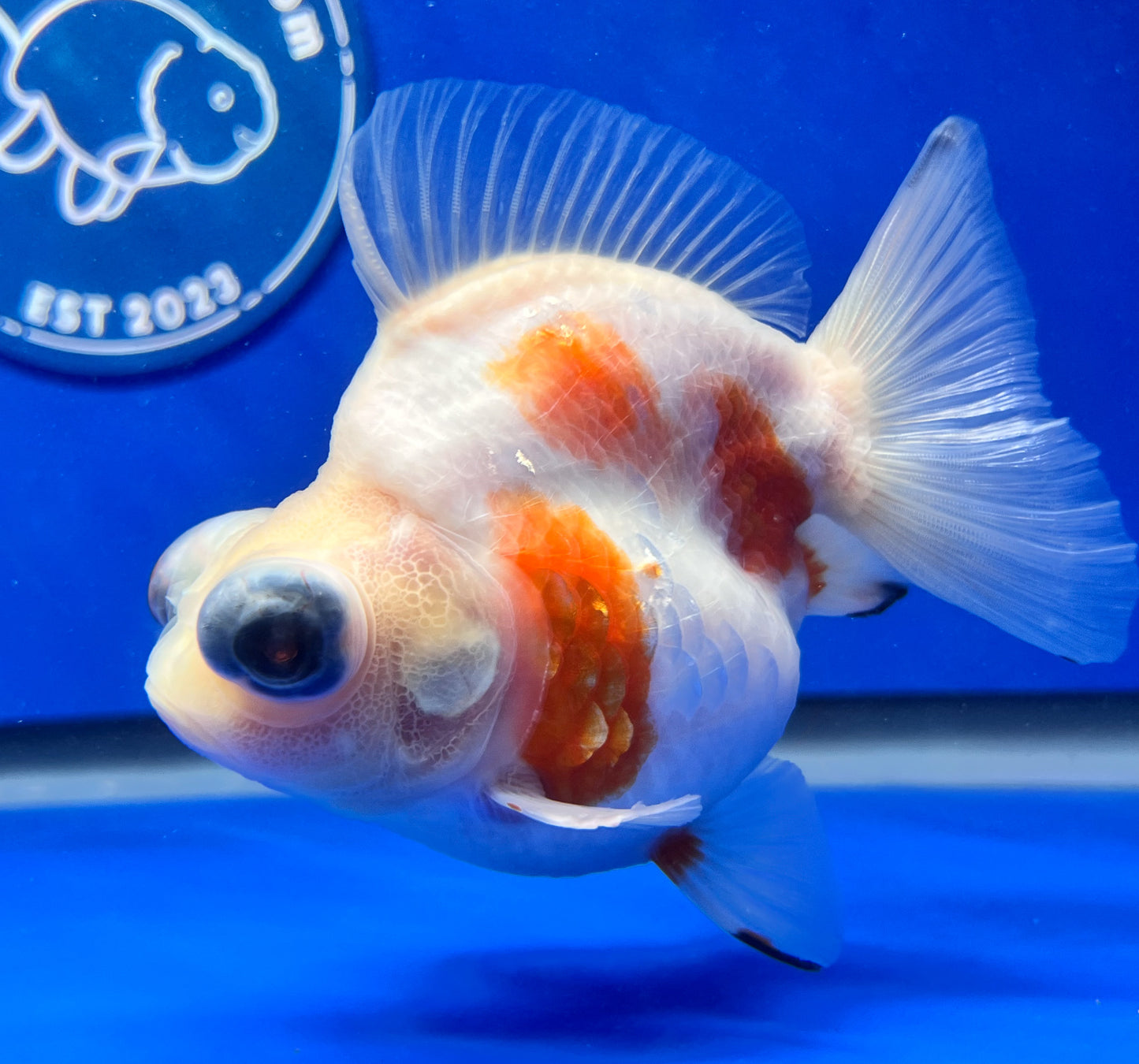 Sakura Demekin 3.5-4 inches (1115_01_DK03) - Kaiju Goldfish USA