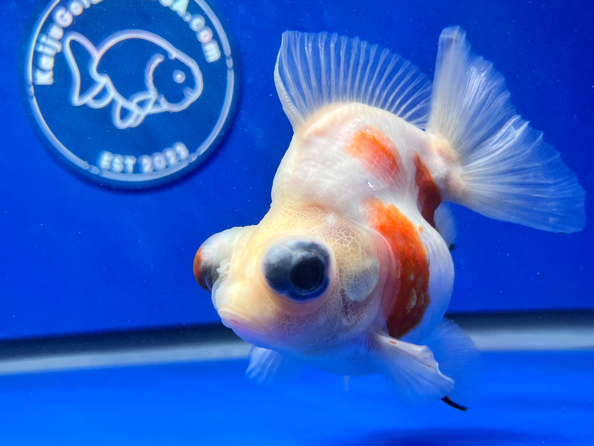 Sakura Demekin 3.5-4 inches (1115_01_DK03) - Kaiju Goldfish USA