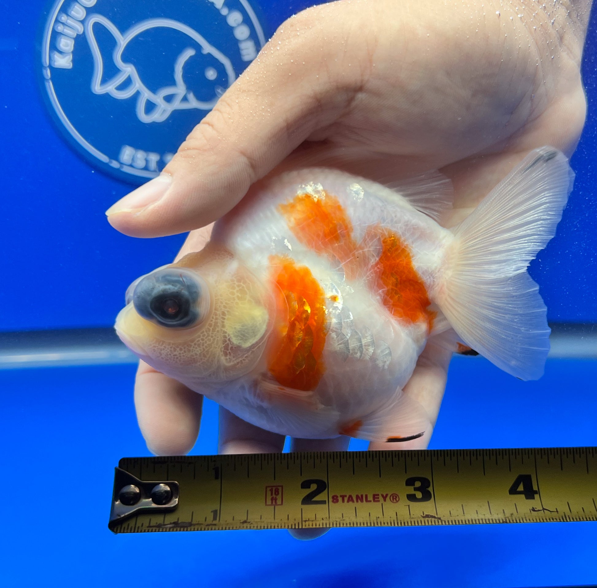 Sakura Demekin 3.5-4 inches (1115_01_DK03) - Kaiju Goldfish USA