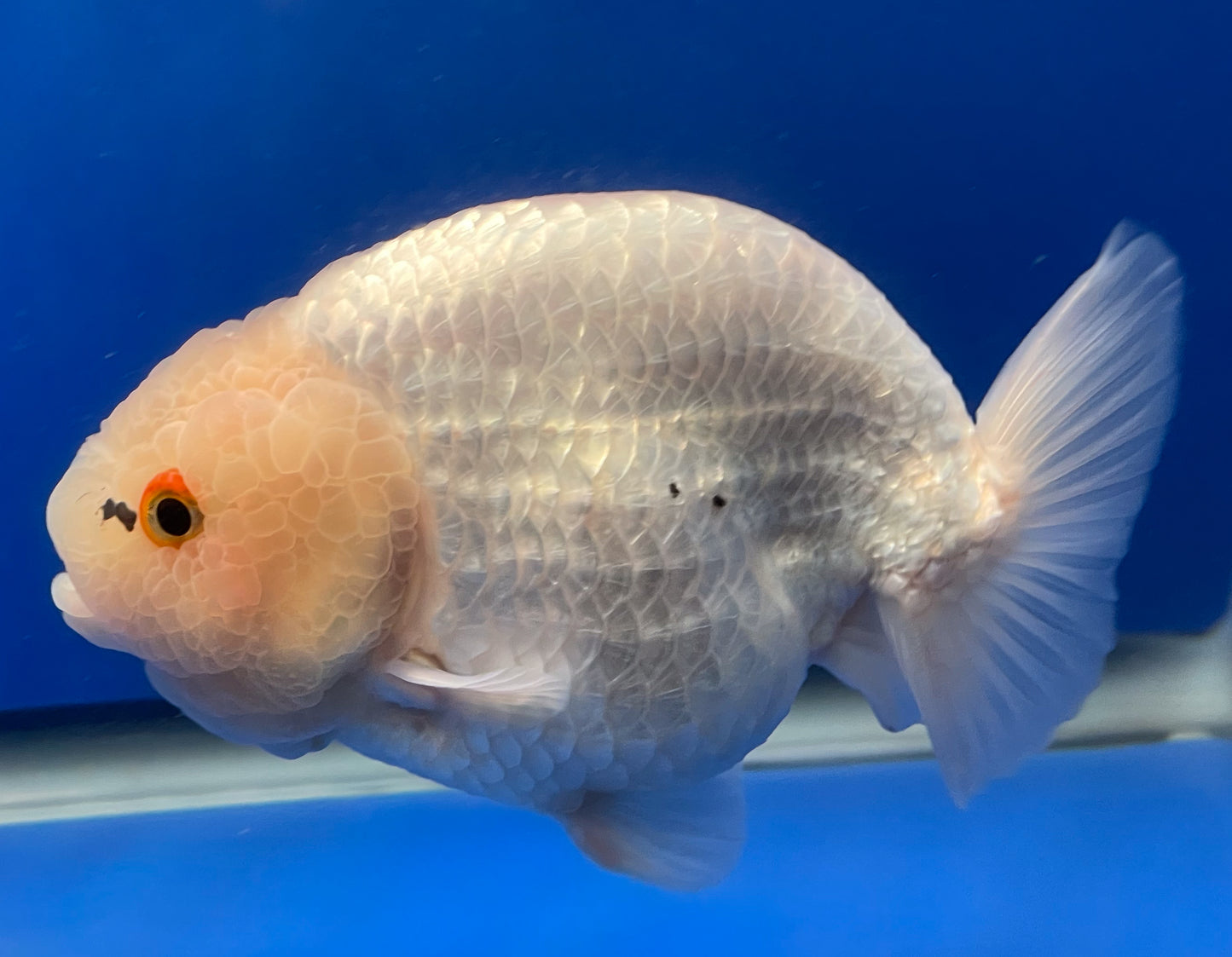 Lemon Head Ranchu 