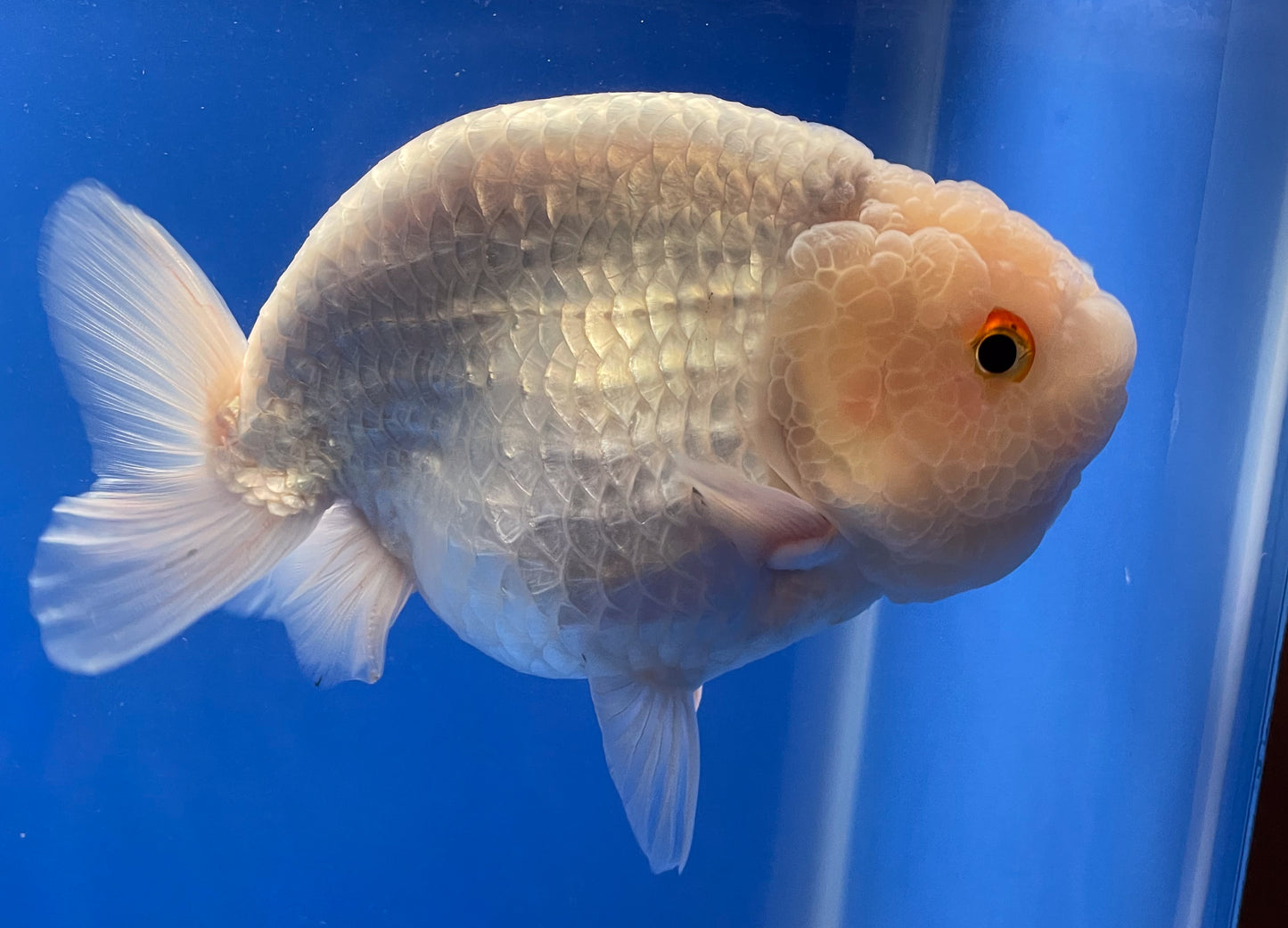 Lemon Head Ranchu 