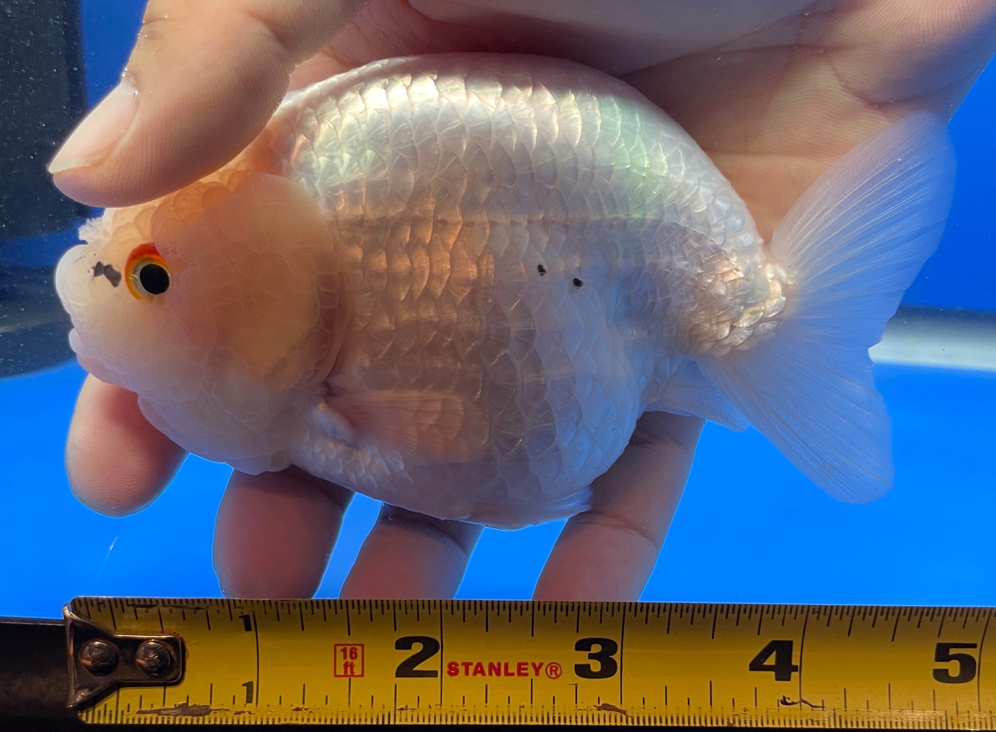 Lemon Head Ranchu 