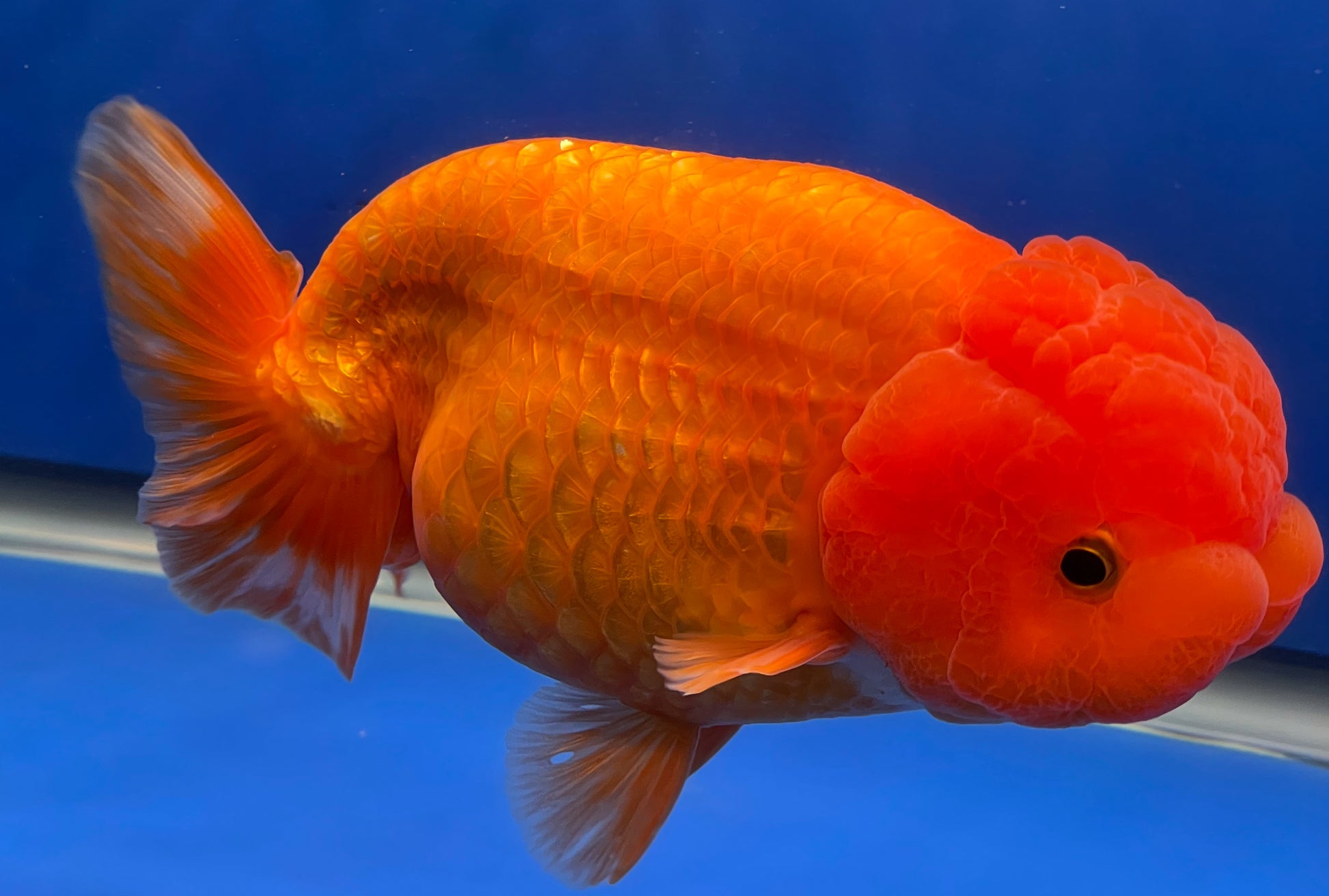 Orange Jumbo Ranchu | Jumbo Ranchu | Kaiju Goldfish USA