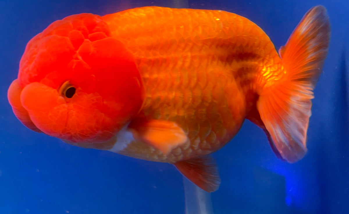 Orange Rachu Orange Jumbo Ranchu | Jumbo Ranchu | Kaiju Goldfish USA