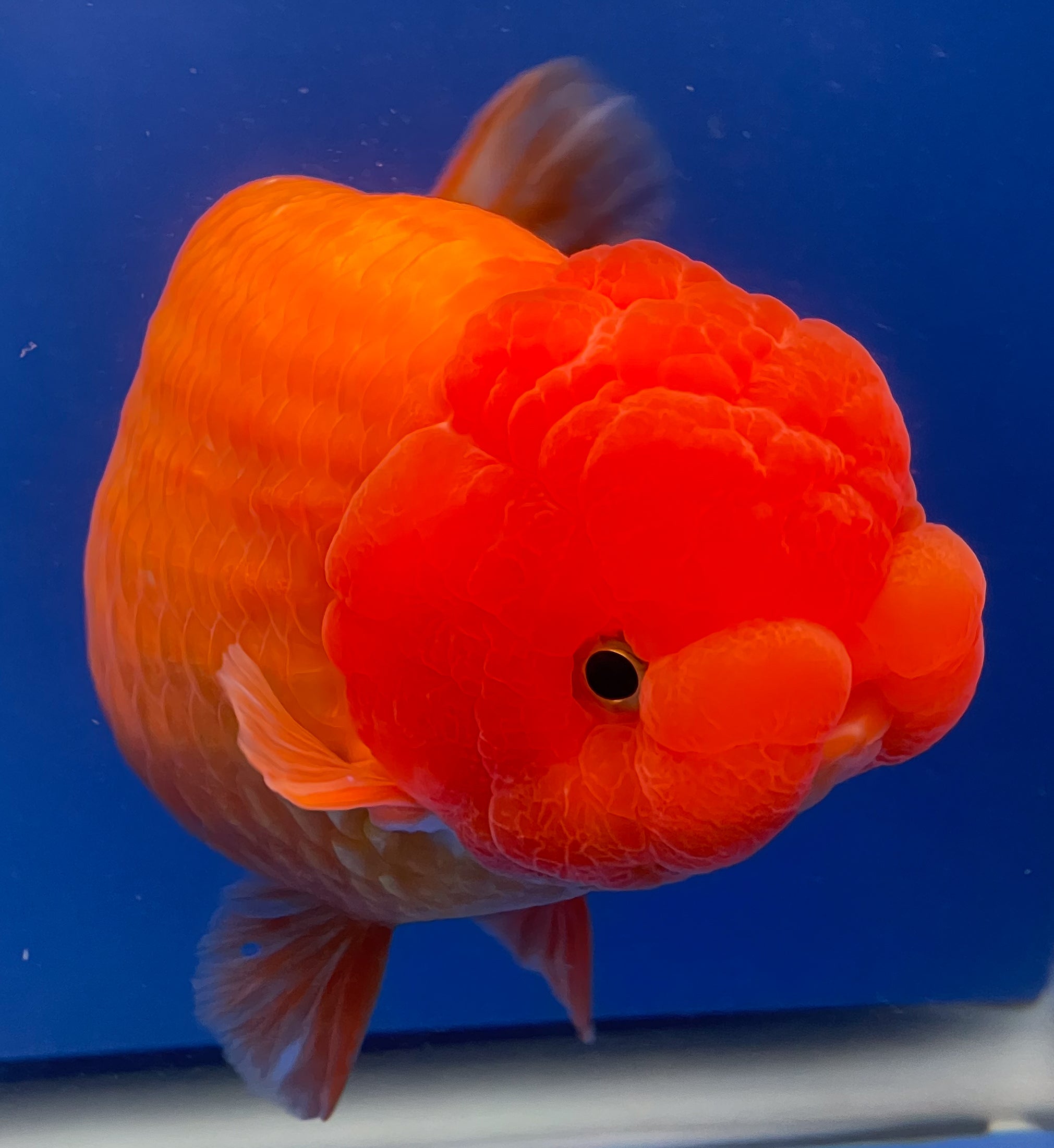 Orange Jumbo Ranchu | Jumbo Ranchu | Kaiju Goldfish USA