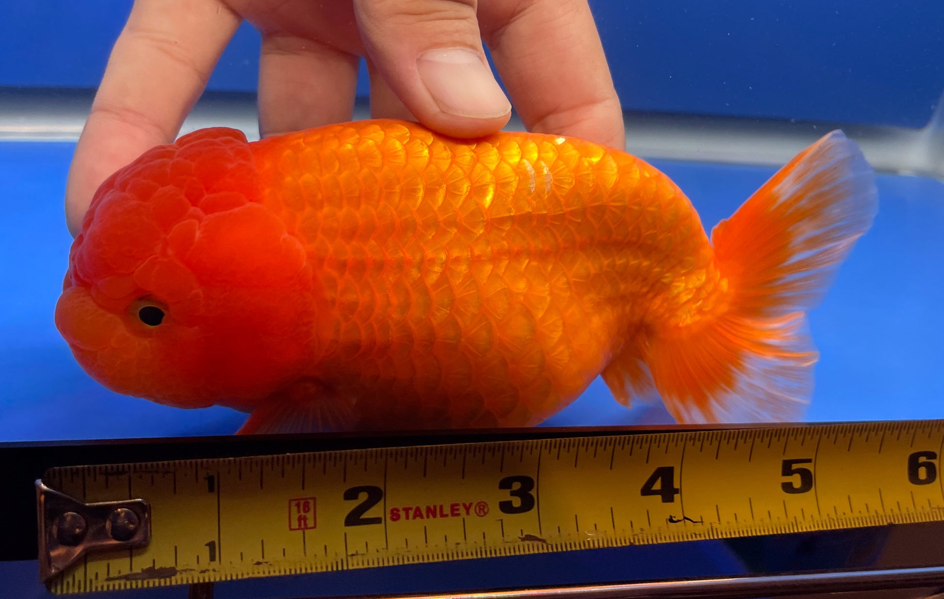 Orange Jumbo Ranchu