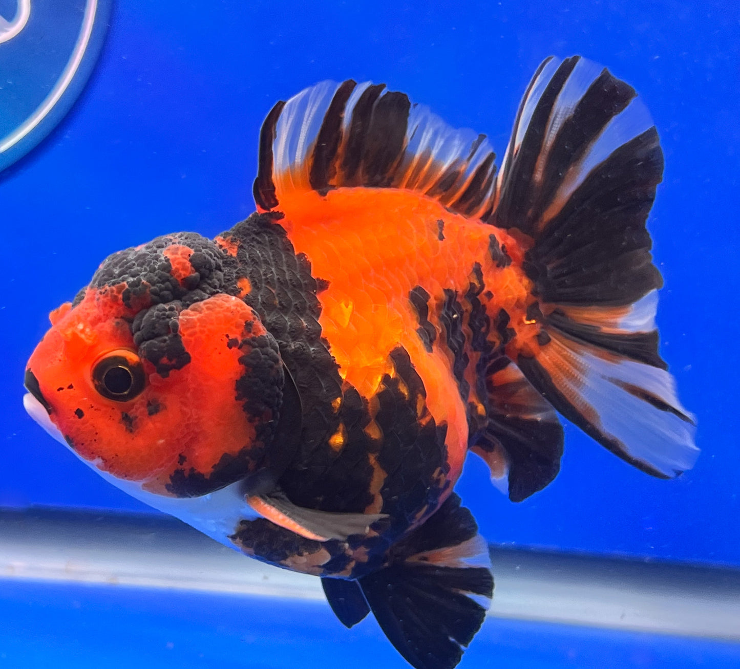 Tiger Oranda 3.5-4 inches (1115_02_OR05) - Kaiju Goldfish USA