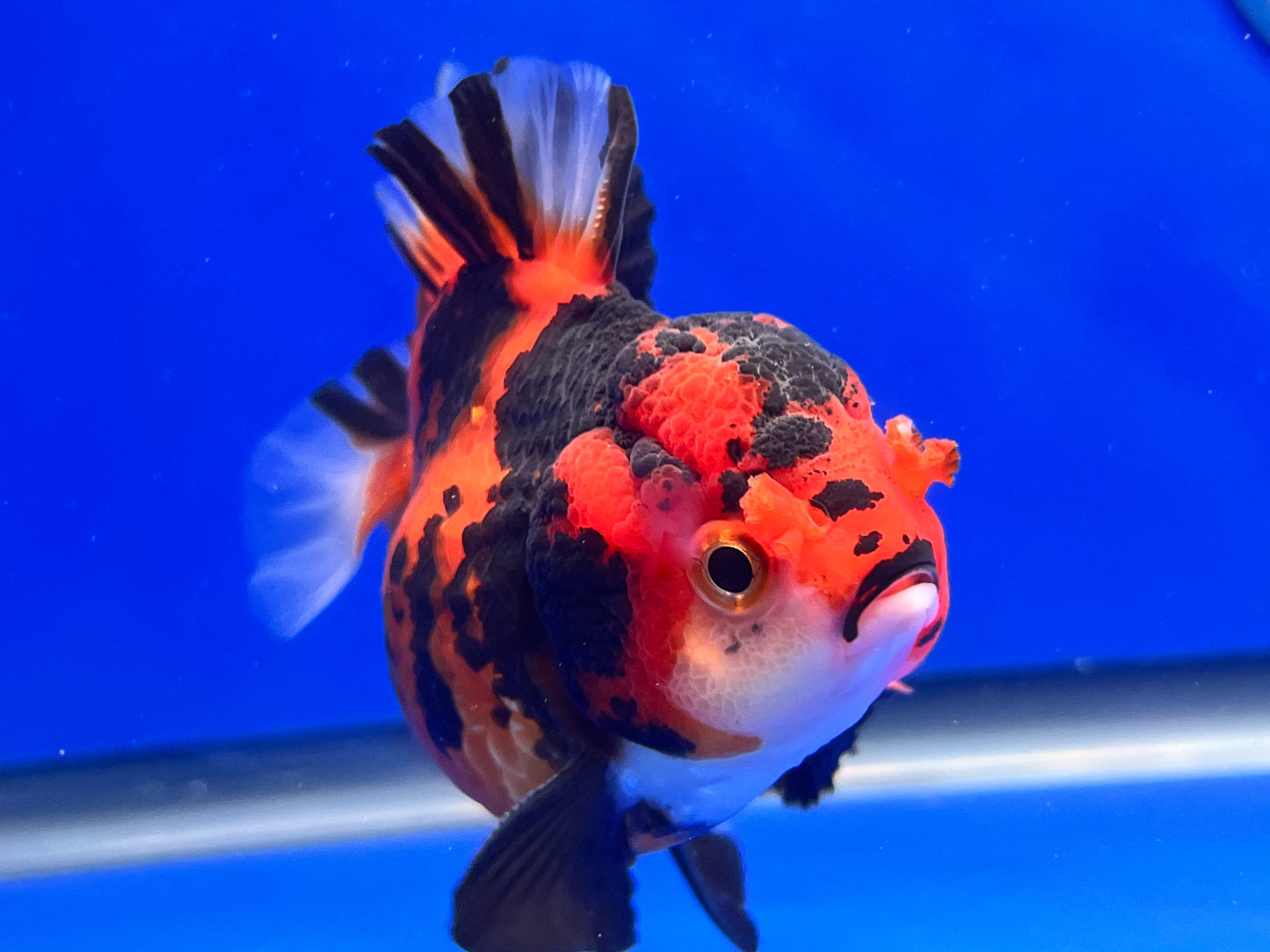 Tiger Oranda 3.5-4 inches (1115_02_OR05) - Kaiju Goldfish USA