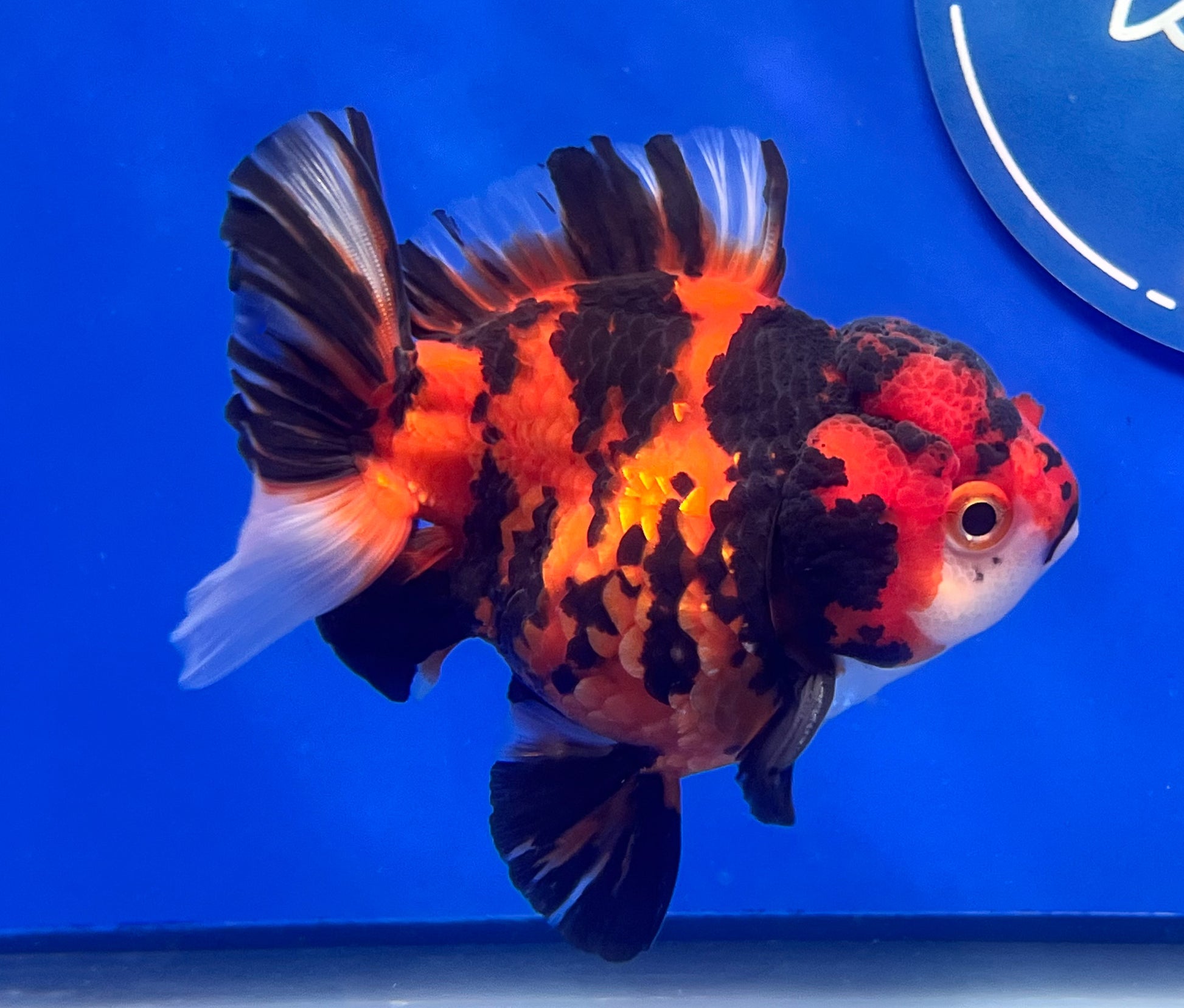 Tiger Oranda 3.5-4 inches (1115_02_OR05) - Kaiju Goldfish USA