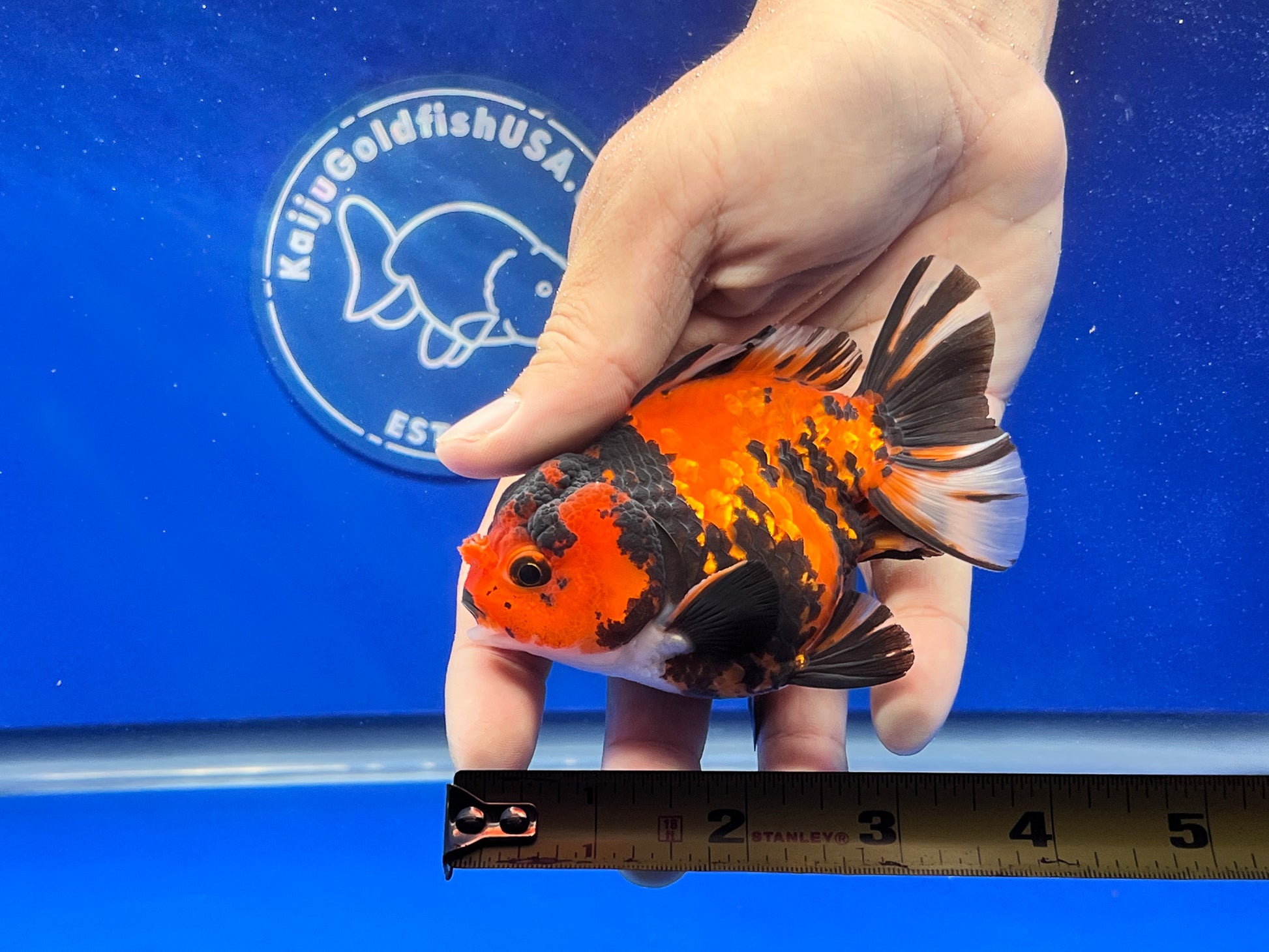 Tiger Oranda 3.5-4 inches (1115_02_OR05) - Kaiju Goldfish USA