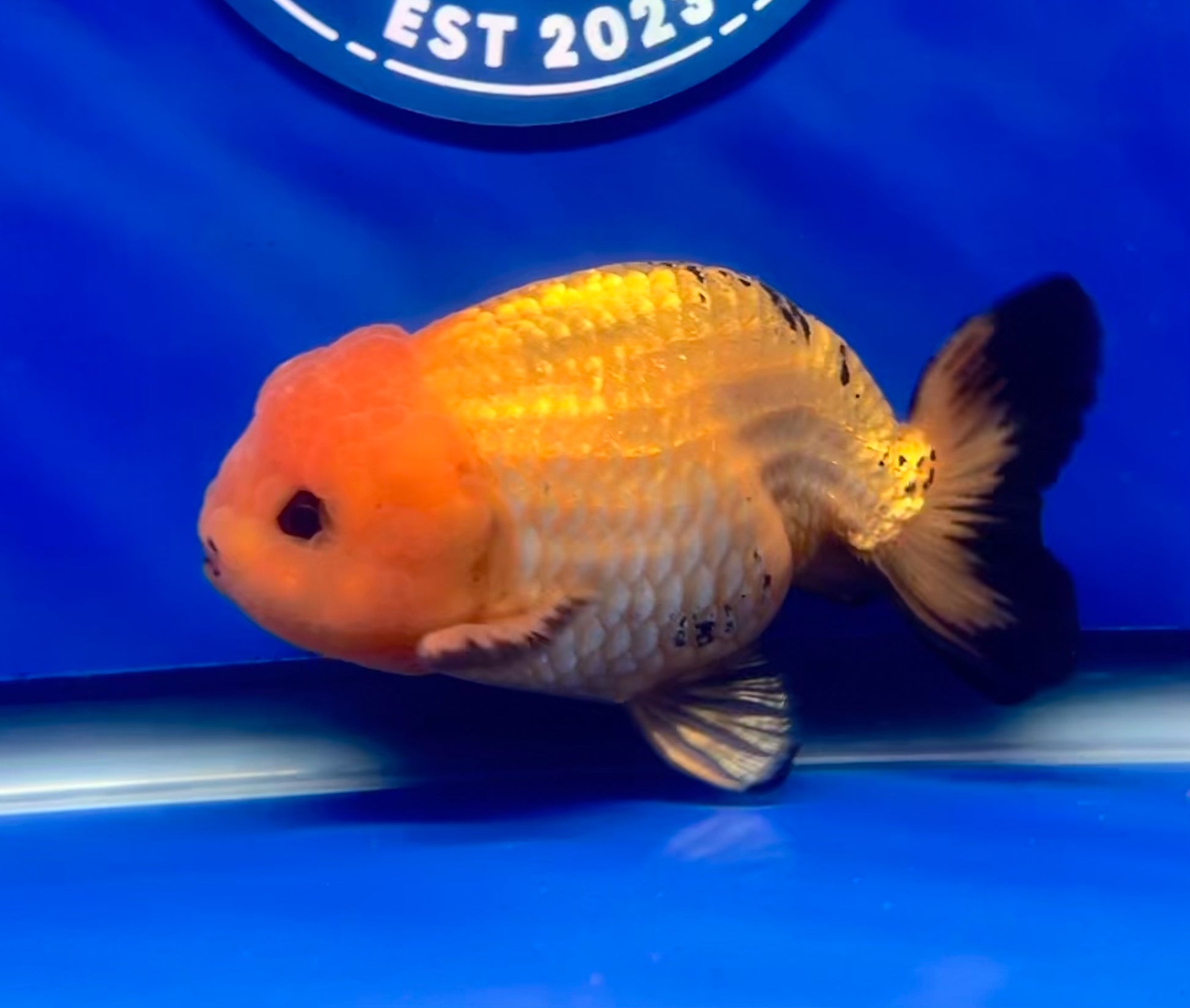 Apache Ranchu Goldfish for Sale | Apache Ranchu Goldfish | Kaiju ...