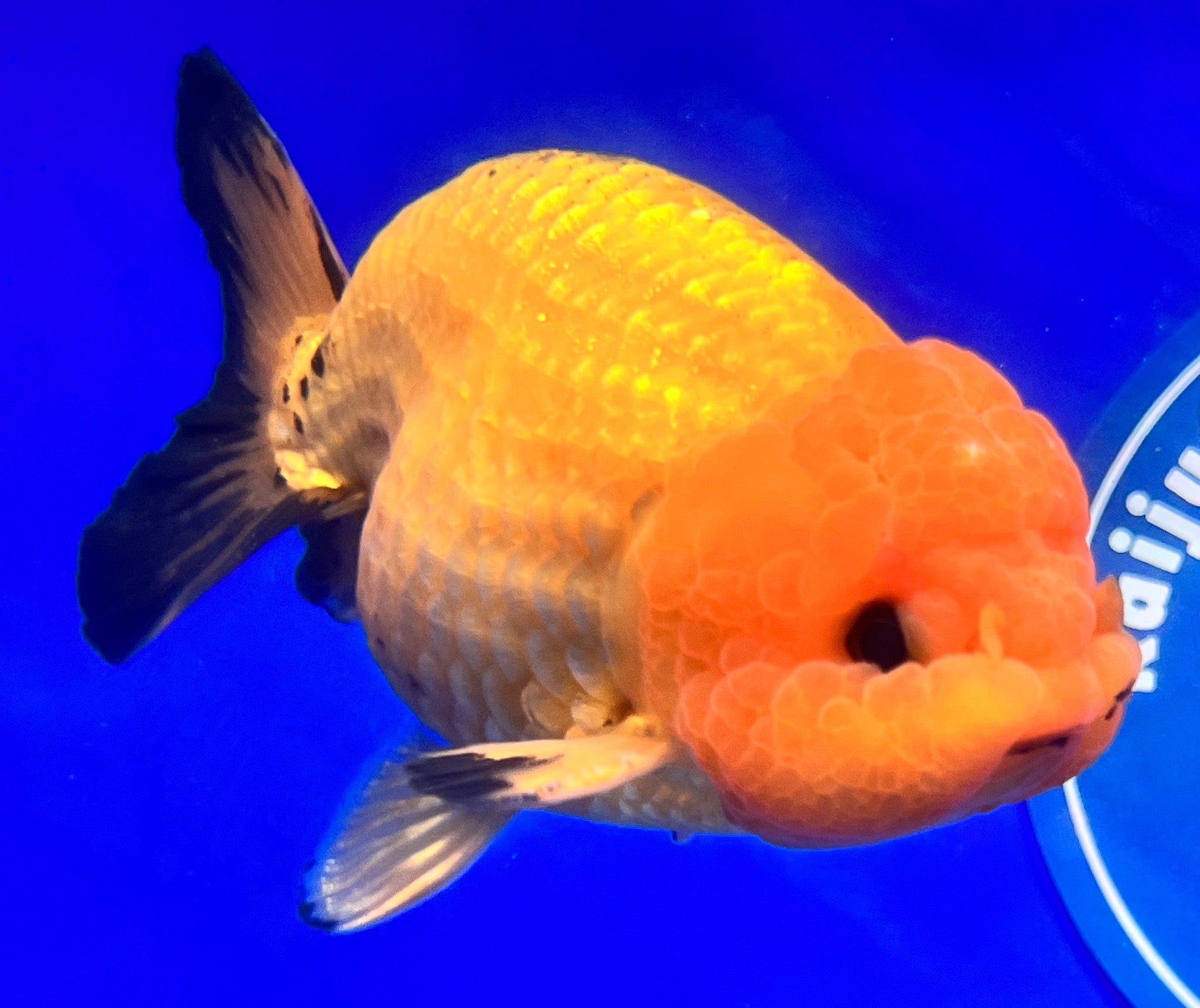 Apache Ranchu Goldfish for Sale | Apache Ranchu Goldfish | Kaiju ...