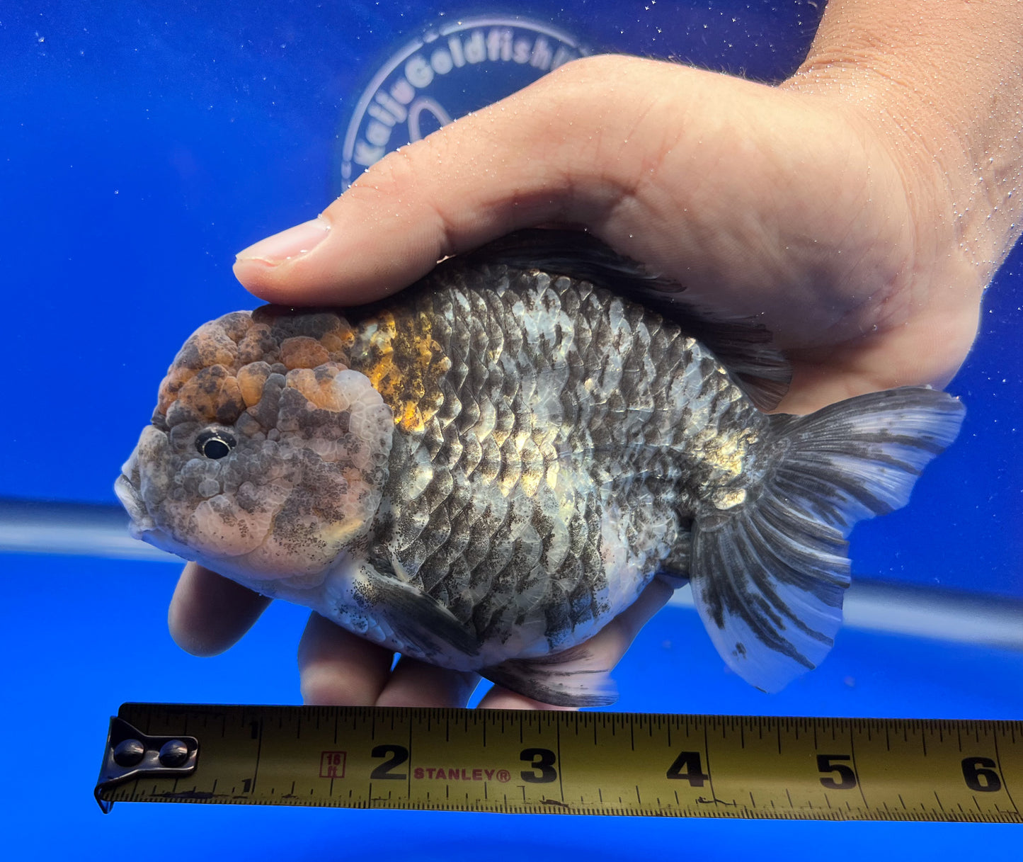 Jumbo Kirin YuanBao 5 - 5.5 inches (1115_02_YB06) - Kaiju Goldfish USA