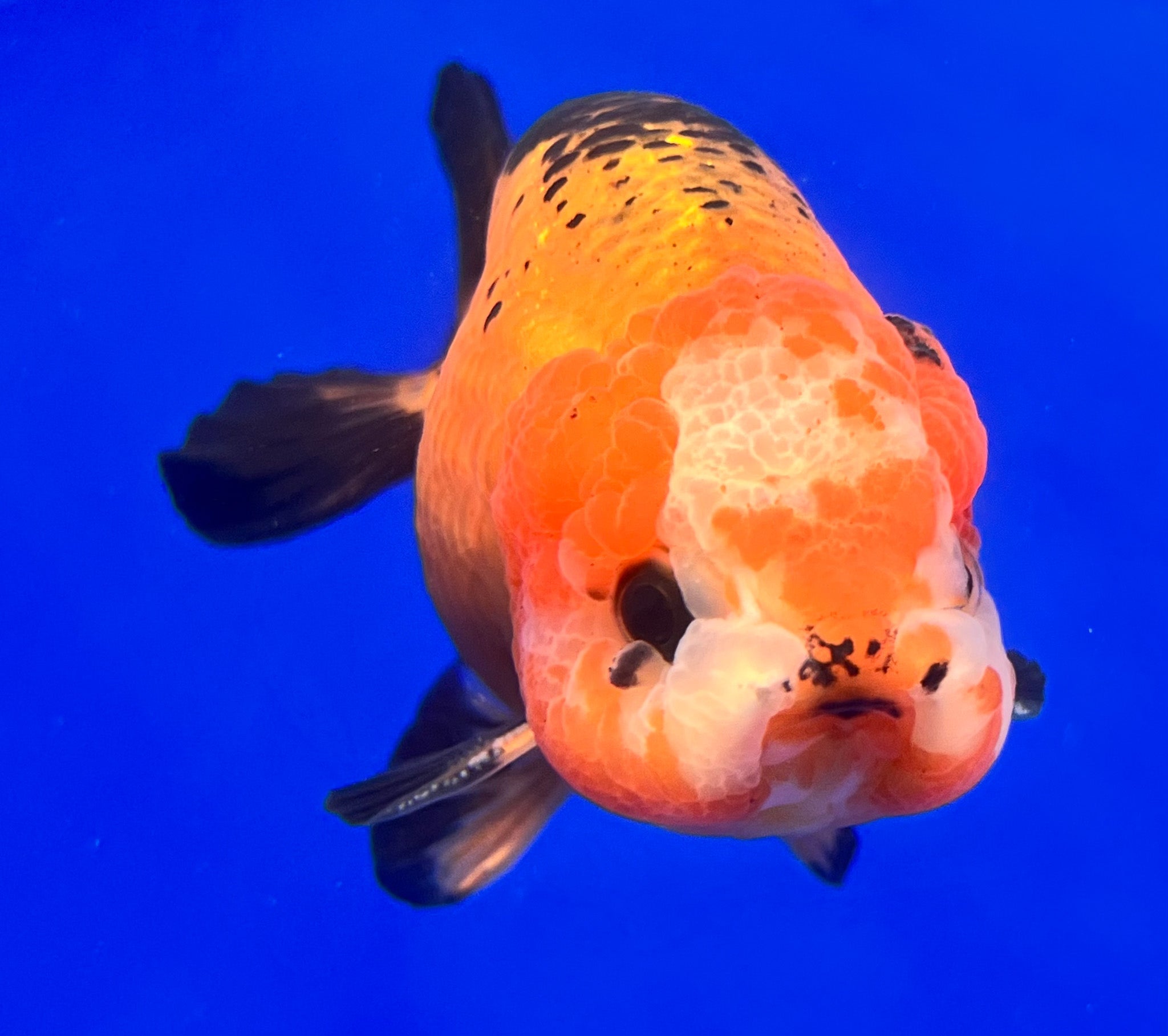 Apache Ranchu Goldfish for Sale | Apache Ranchu Goldfish | Kaiju ...