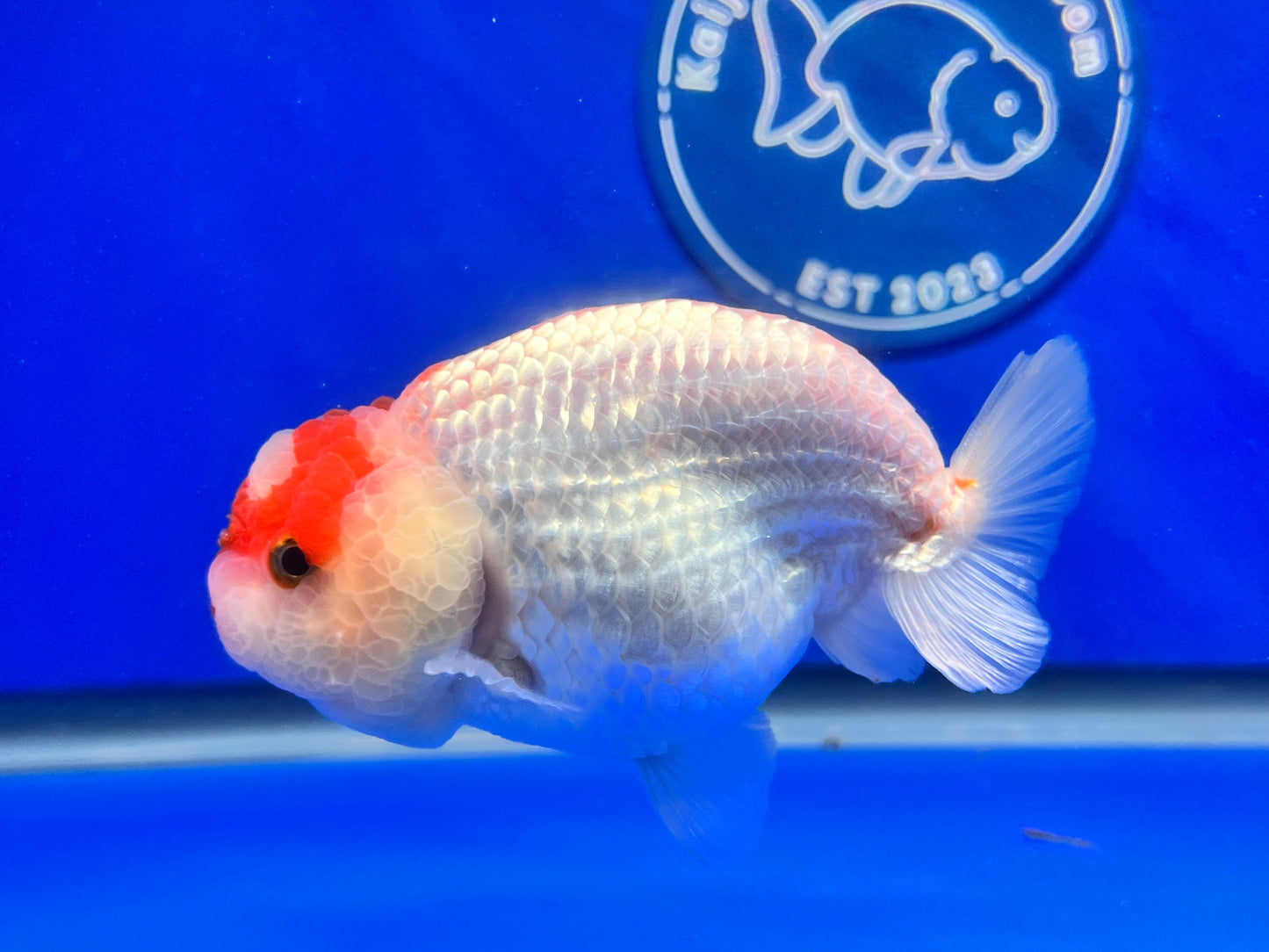 Red White Ranchu 3.5- 4 inches (1115_02_RC02) - Kaiju Goldfish USA