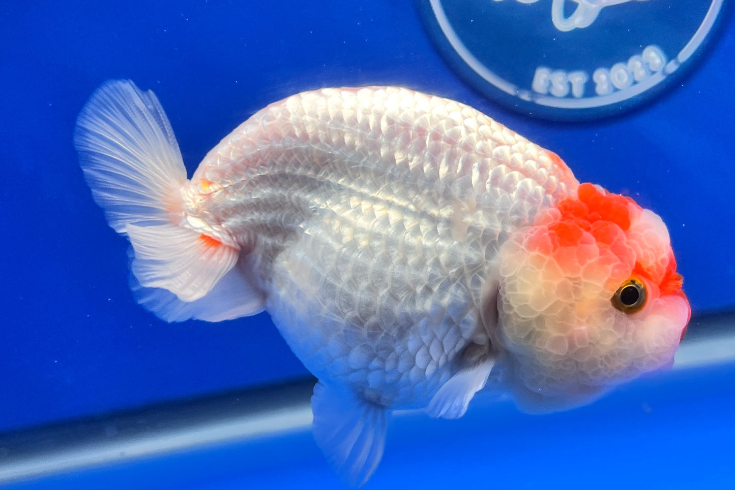 Red White Ranchu 3.5- 4 inches (1115_02_RC02) - Kaiju Goldfish USA