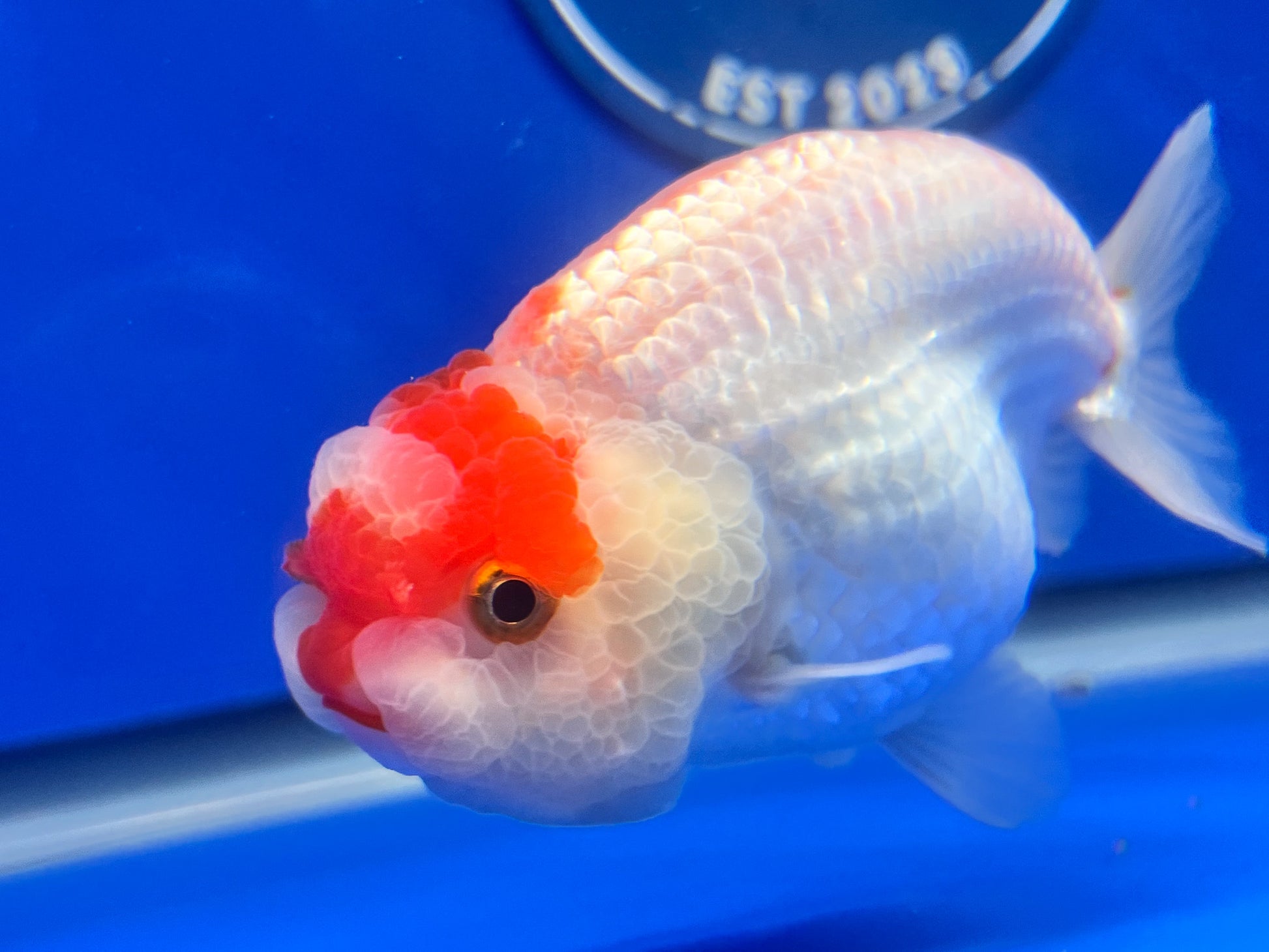 Red White Ranchu 3.5- 4 inches (1115_02_RC02) - Kaiju Goldfish USA