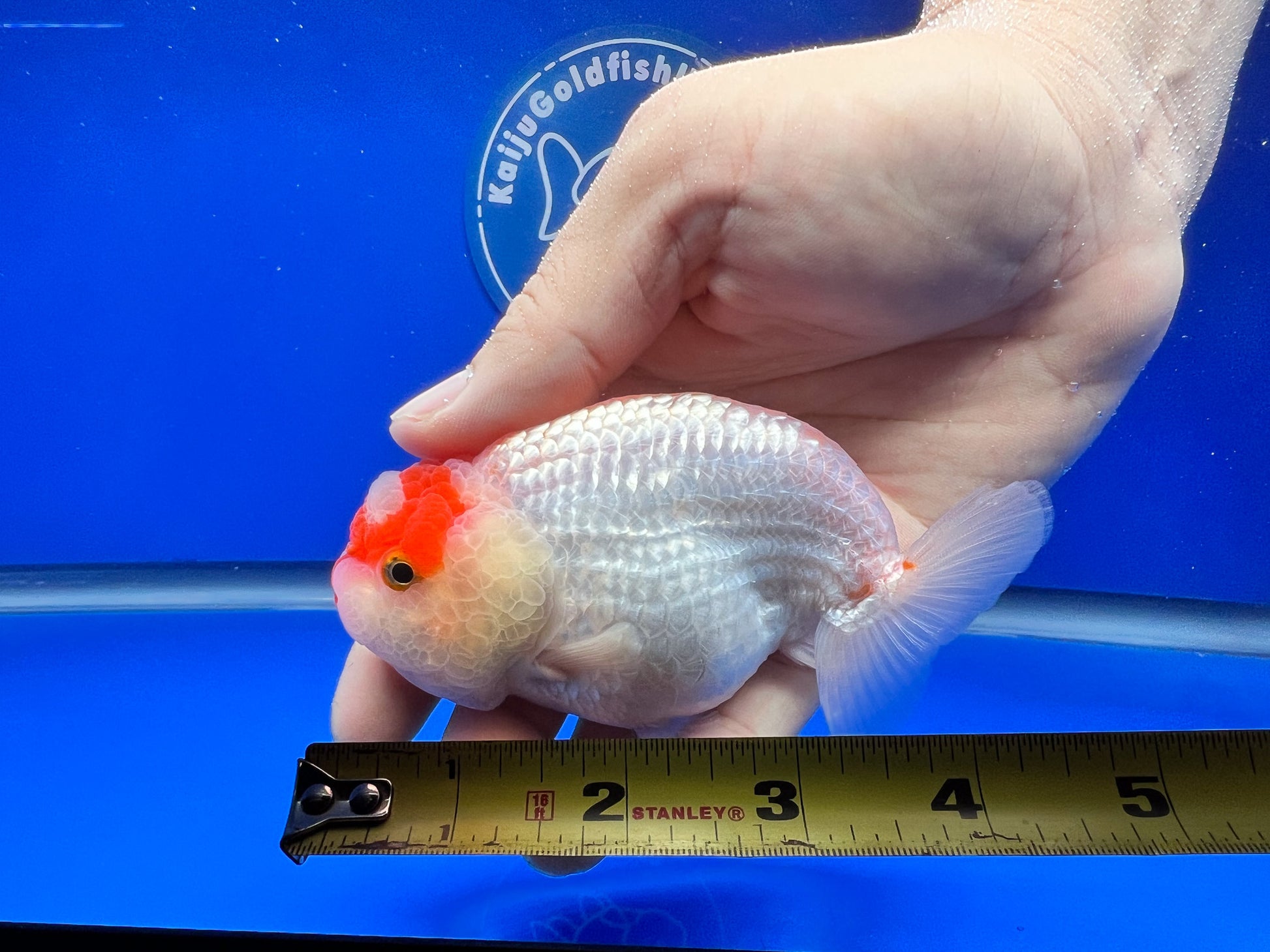 Red White Ranchu 3.5- 4 inches (1115_02_RC02) - Kaiju Goldfish USA