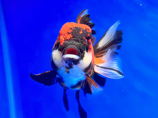 Tiger Oranda 3.5-4 inches (1115_02_OR03) - Kaiju Goldfish USA