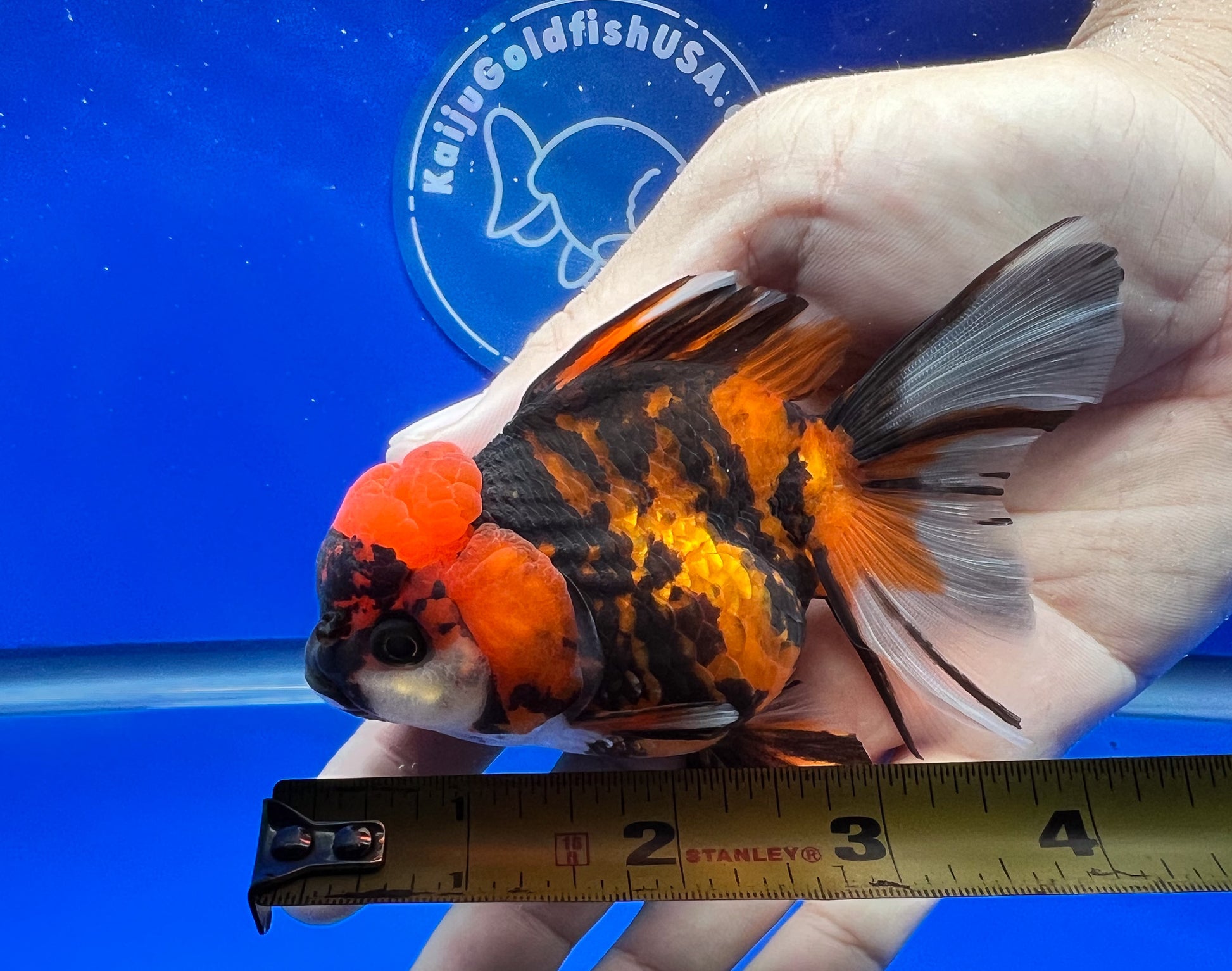 Tiger Oranda 3.5-4 inches (1115_02_OR03) - Kaiju Goldfish USA