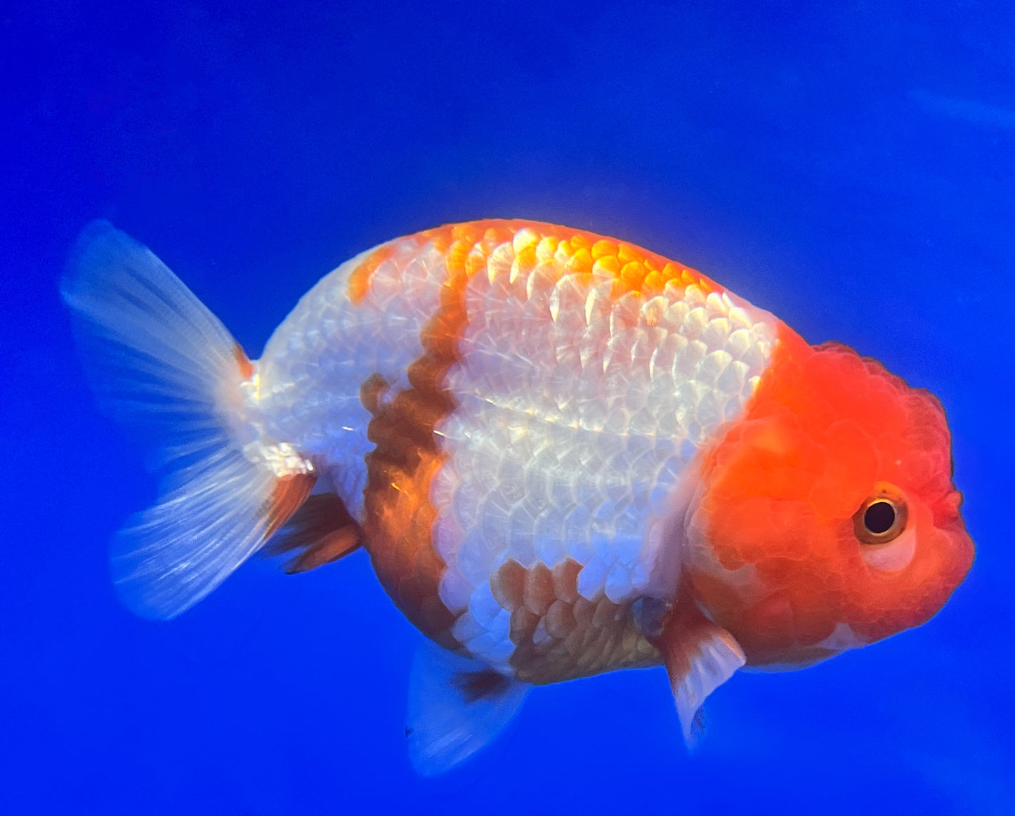 Copy of Red White Ranchu 3.5- 4 inches (1115_02_RC05) - Kaiju Goldfish USA