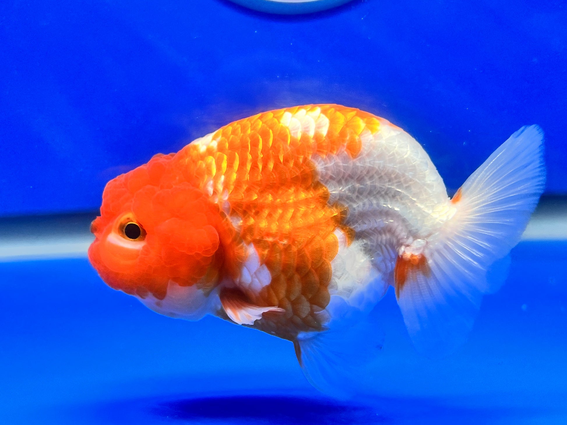 Copy of Red White Ranchu 3.5- 4 inches (1115_02_RC05) - Kaiju Goldfish USA