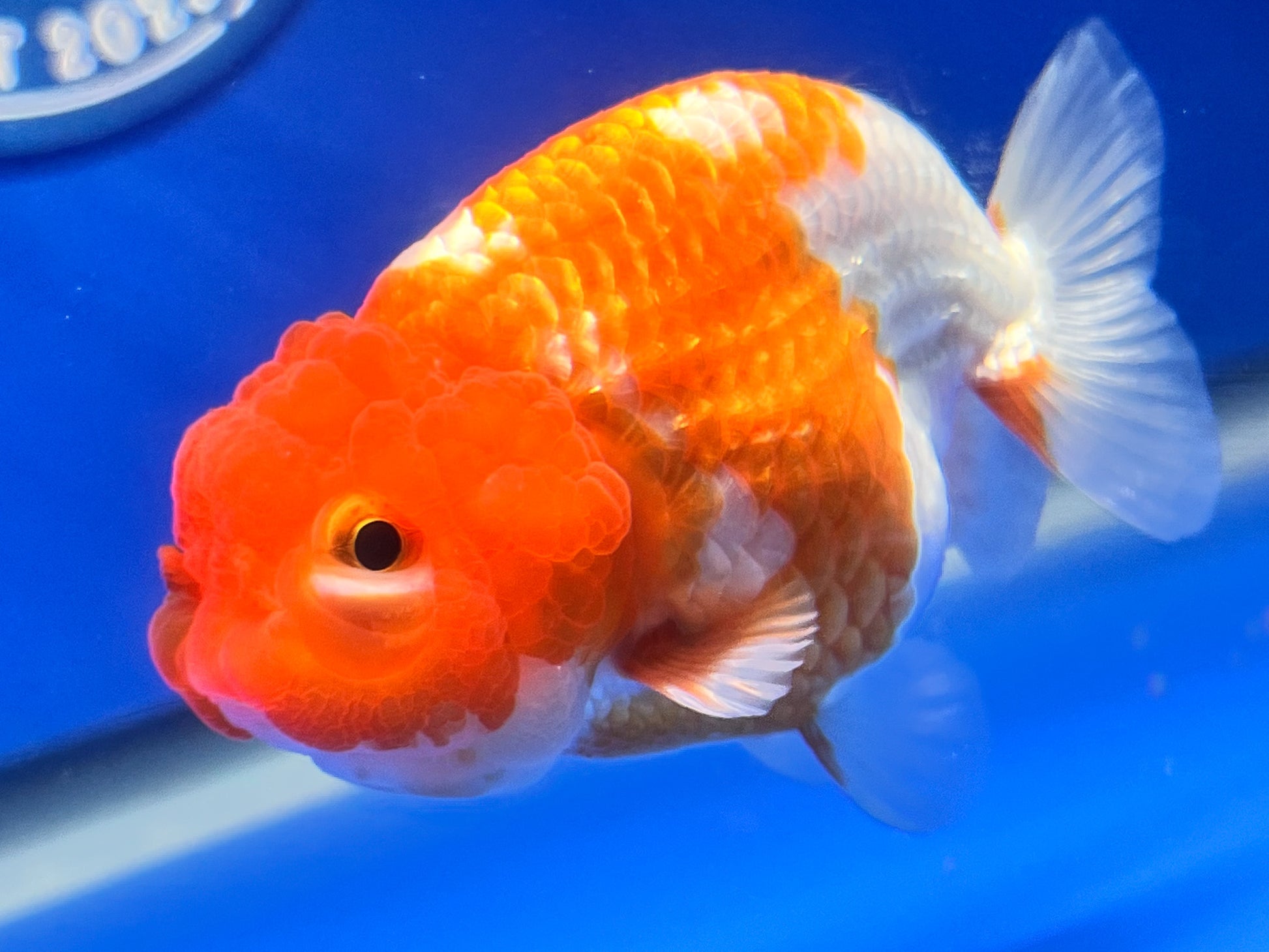 Copy of Red White Ranchu 3.5- 4 inches (1115_02_RC05) - Kaiju Goldfish USA