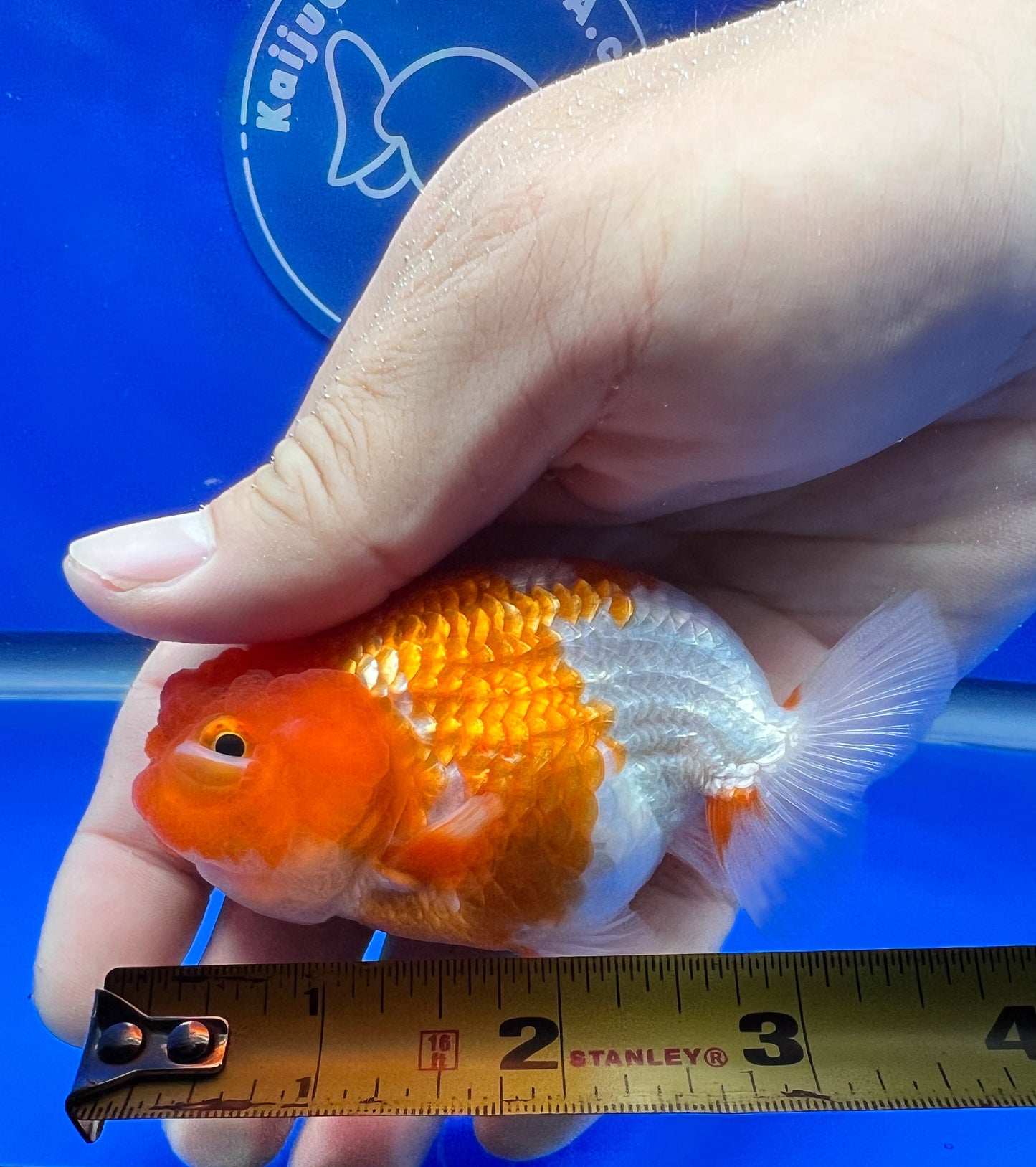 Copy of Red White Ranchu 3.5- 4 inches (1115_02_RC05) - Kaiju Goldfish USA