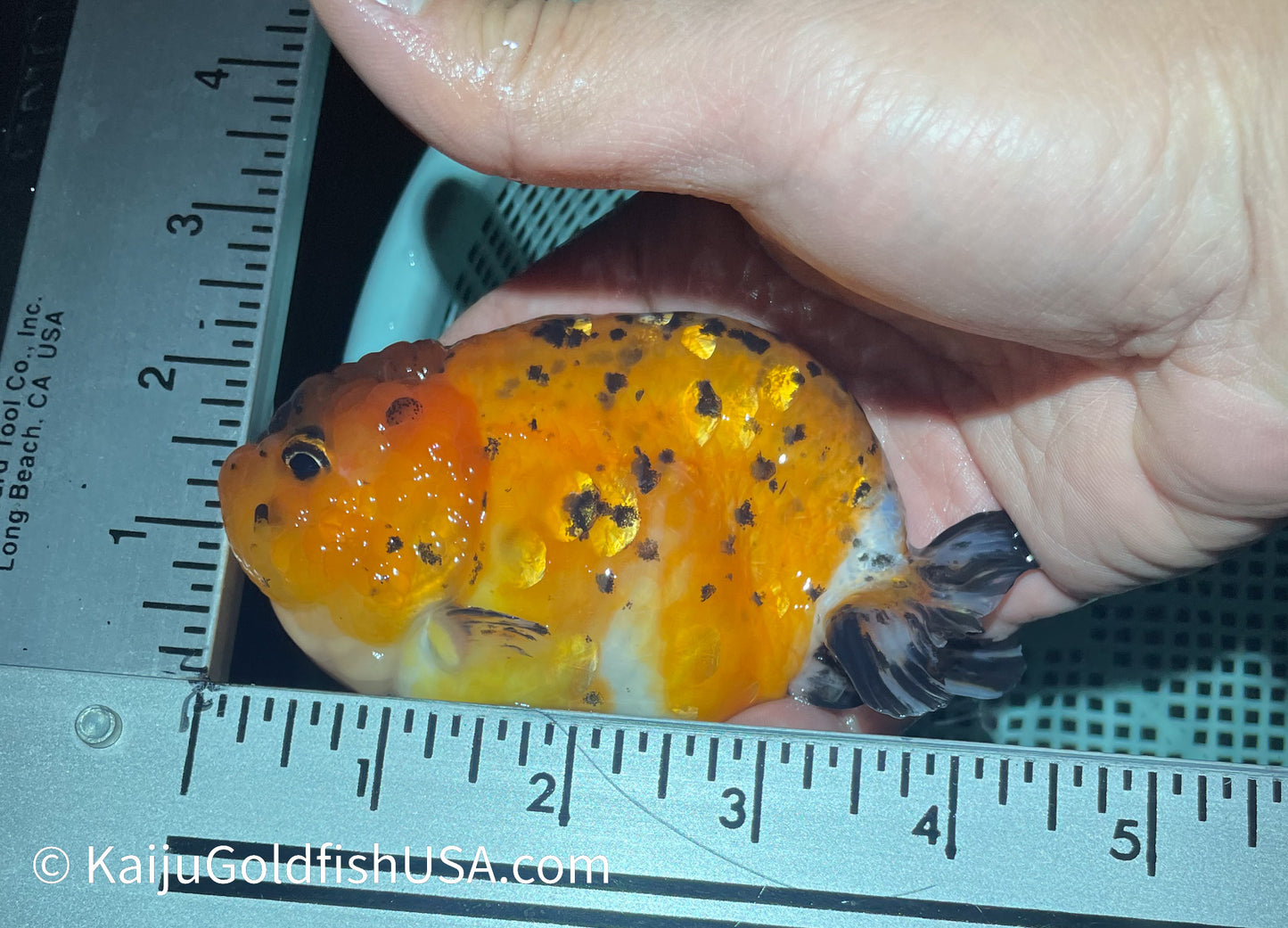 Calico Ranchu 3.5-4 inches (010524_RC01) - Kaiju Goldfish USA