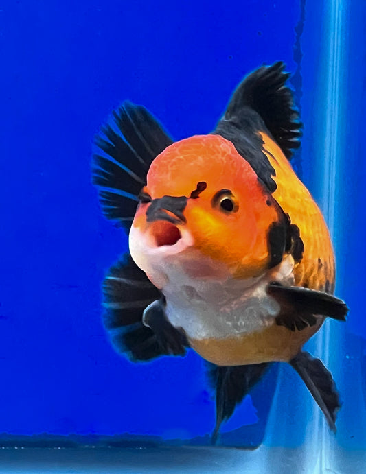 Tricolor Oranda 3.5-4 inches (OR-0001_01) - Kaiju Goldfish USA