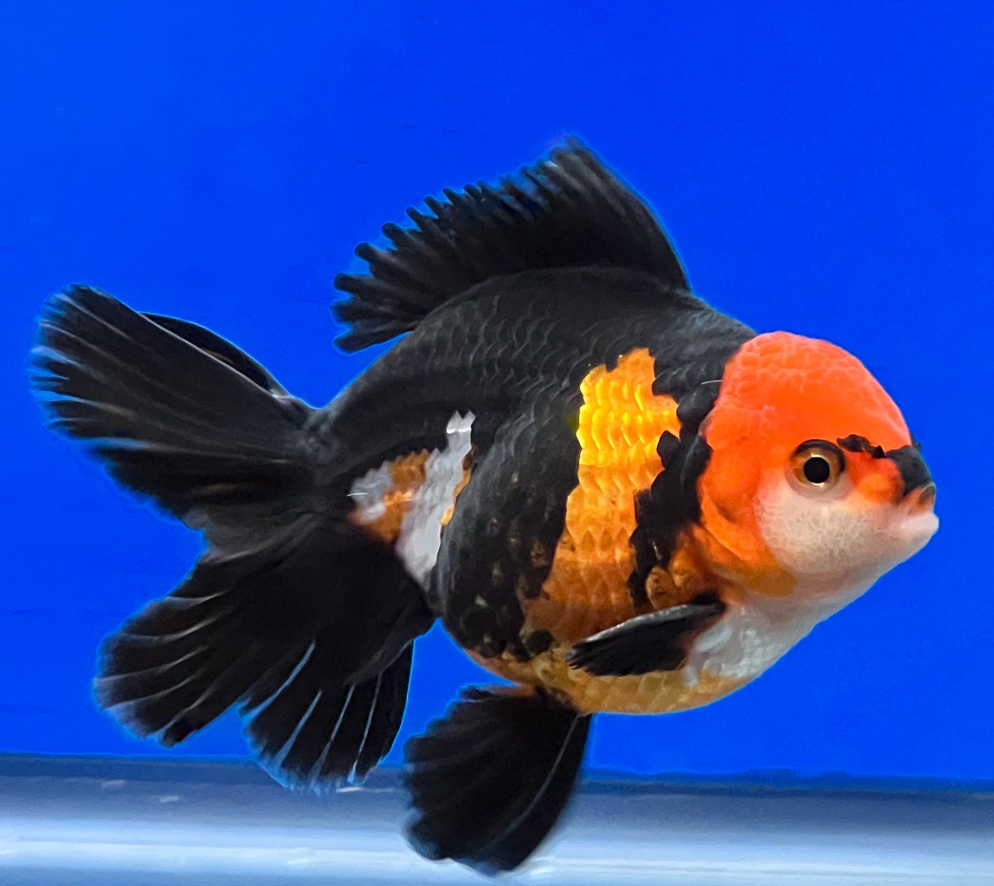 Tricolor Oranda 3.5-4 inches (OR-0001_01) - Kaiju Goldfish USA