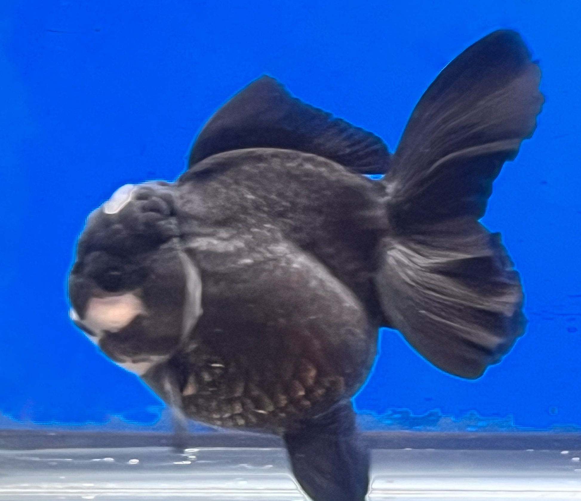 Panda Oranda for Sale Panda Oranda Goldfish Kaiju Goldfish USA