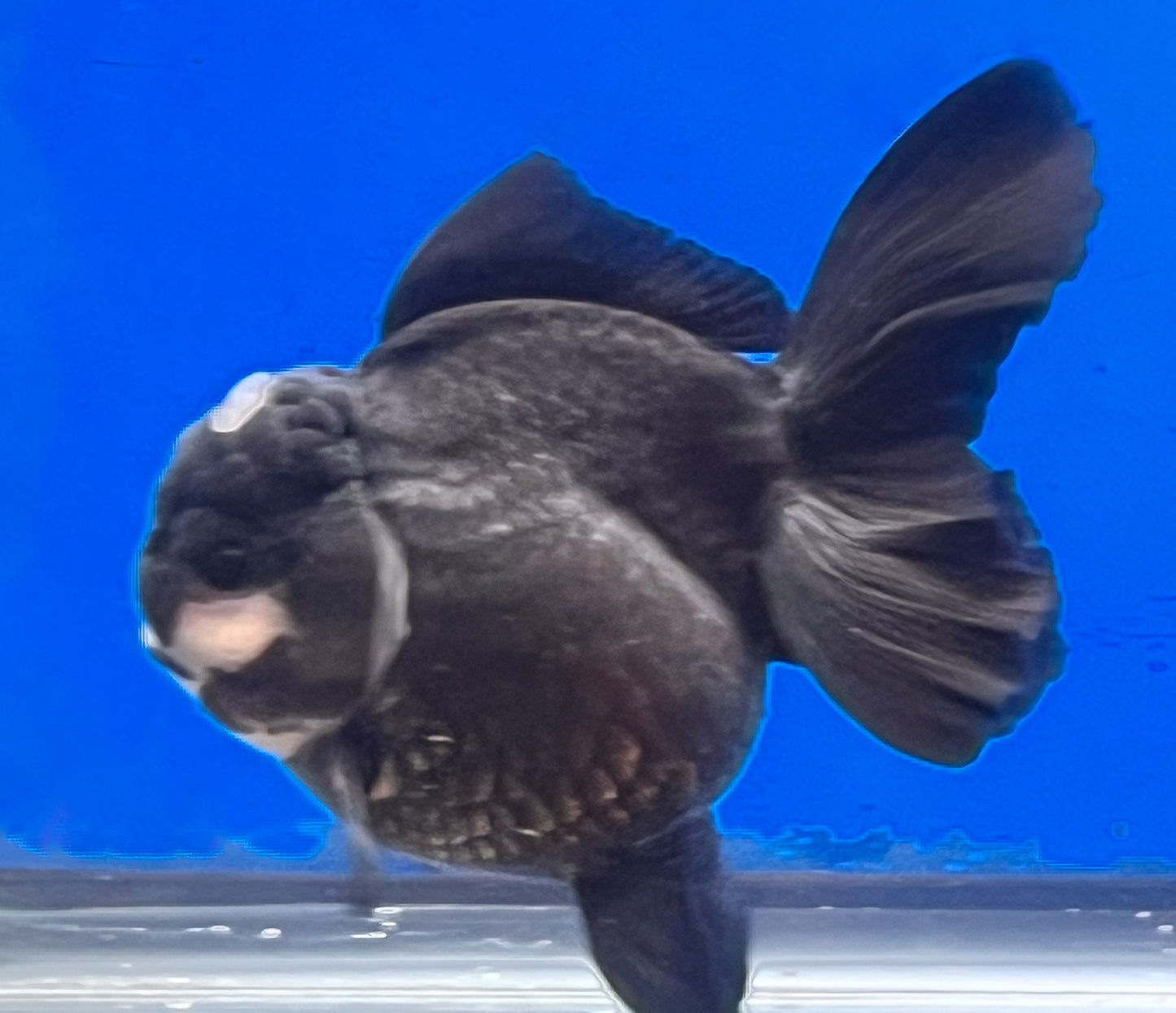 Panda Oranda for Sale 